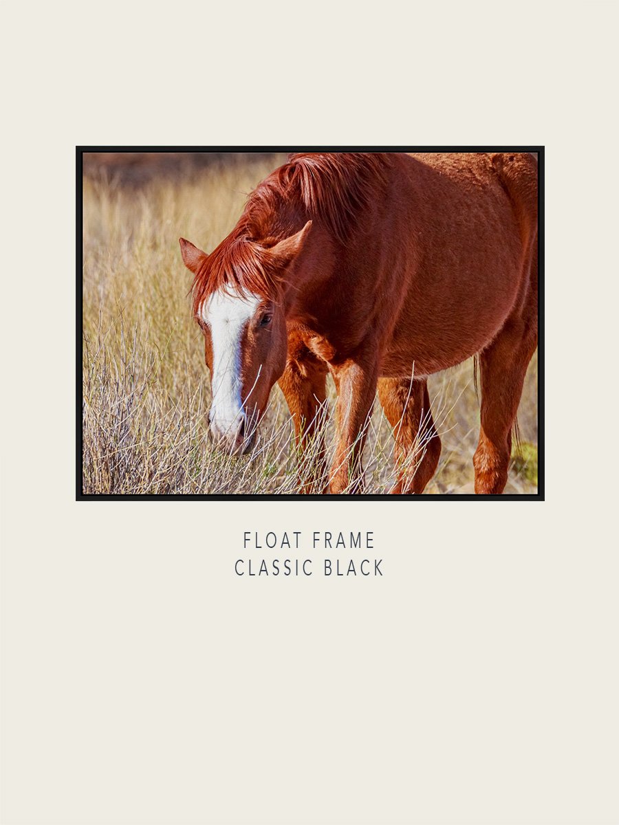 WildHorsesAZ-2025-03-#17-Float-ClassicBlack-ImageMockup.jpg