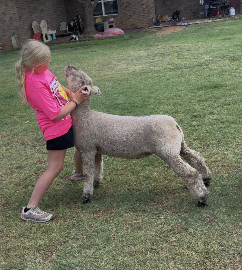 Proactive, Not Reactive: A Show Livestock Health Protocol That Actually Works