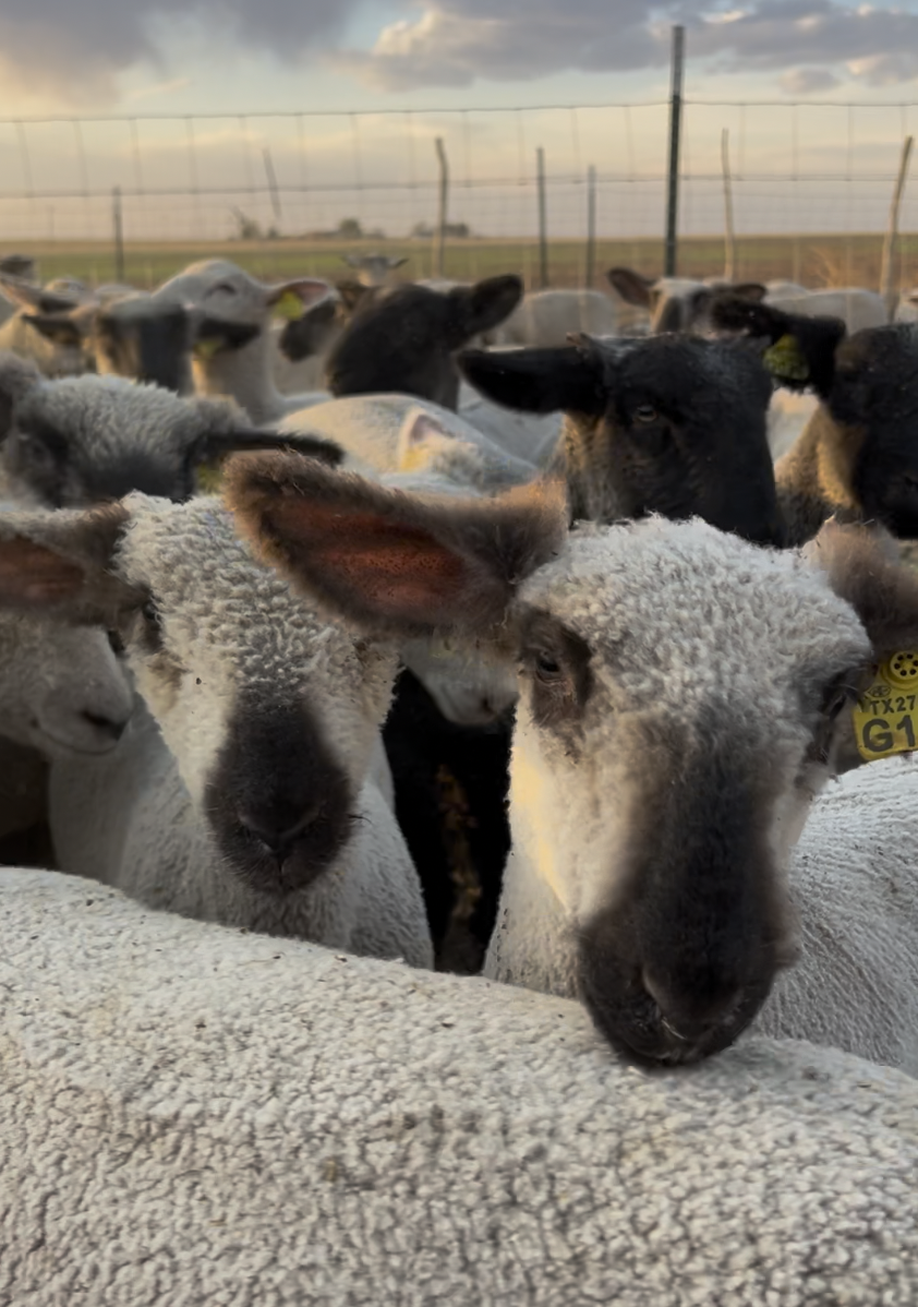 The Drench Line Guide to Buying a Show Sheep: From Your First Question to Signing the Check
