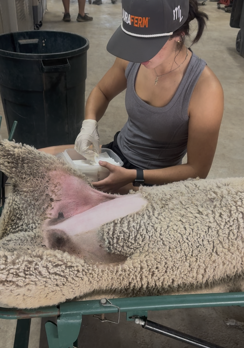 AI Breeding for Show Sheep — Timing, Protocols &amp; What Actually Moves Conception Rates