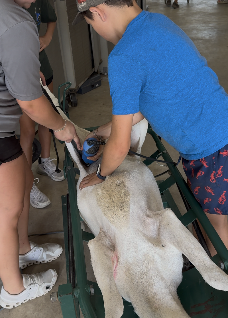 How to Reduce Stress During Flushing and AI (Because One Bully Ewe Can Wreck the Whole Pen)