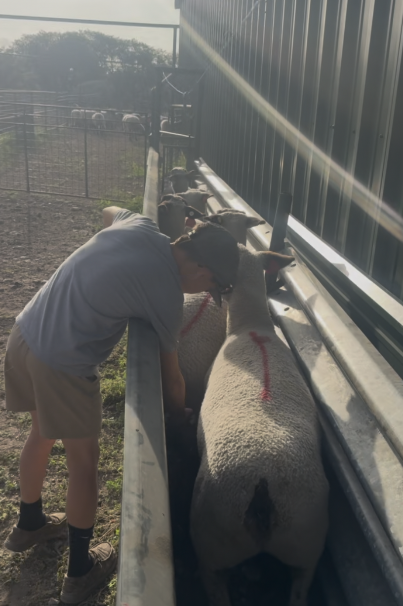 How to Pick a Show Sheep Sire — Breeder Mindset vs. Chasing the Next Hot Buck