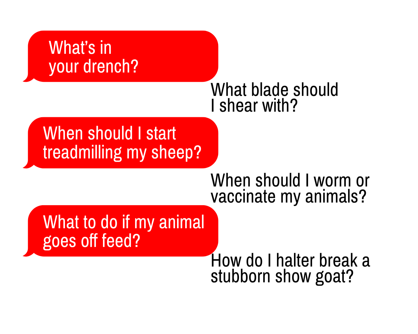 Show livestock, show lamb and show goat commonly asked quesitions being answered