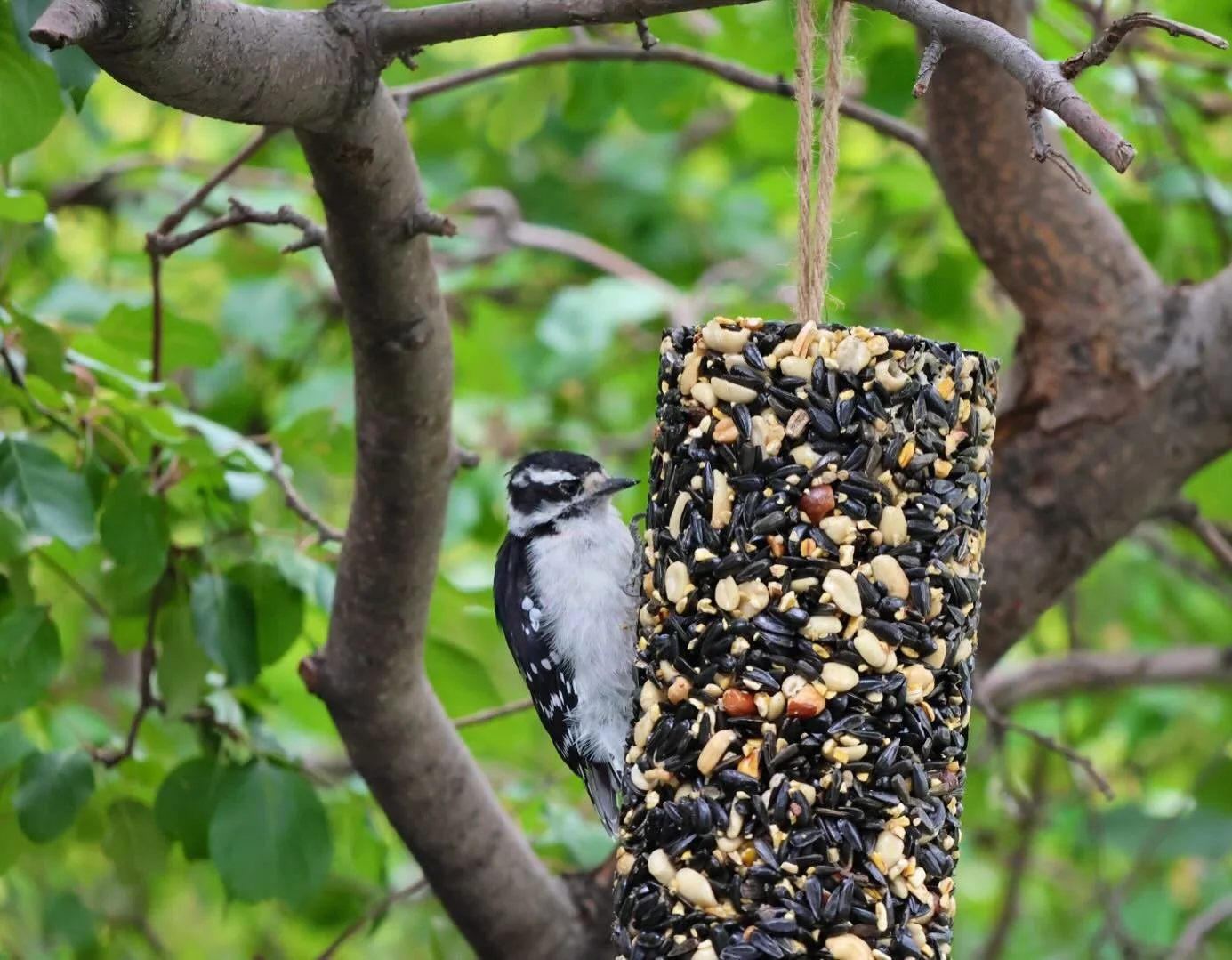 Oh sweet Roberta&hellip; are you wondering if I bought this nutty treat just for you?

Of course I did 💕 
#robertadowney #sweettreat #lovethebirds #birdnerd