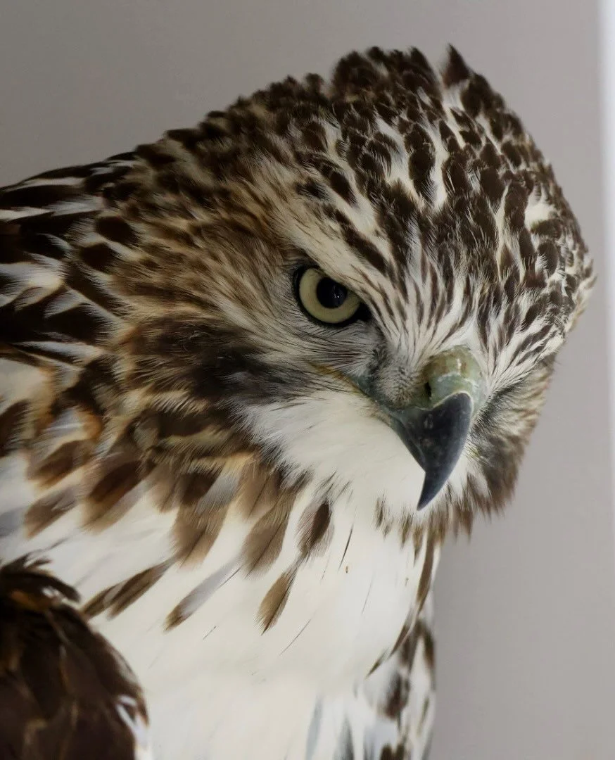 Amazing rescues, amazing people, amazing work&hellip; this is Medicine River Wildlife Centre. The depth of skill, knowledge and devotion is remarkable - take time to visit, check them out, volunteer or donate!  It feeds your spirit and helps rescue t