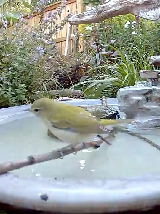 Migrating visitor - Tennessee Warbler 💗 A first for me!  Come back anytime little one 🌻 
#birdnerd #timetofly #lightsout