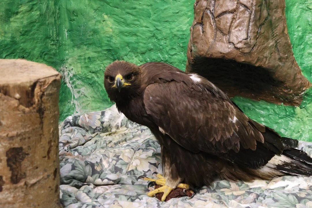 Every volunteer shift at Medicine River Wildlife Rescue Centre is more amazing than the last! I&rsquo;ve only seen one golden eagle in my lifetime (and definitely not close enough to whisper, &ldquo;You are soo beautiful!&rdquo;). To falcons, hawks, 