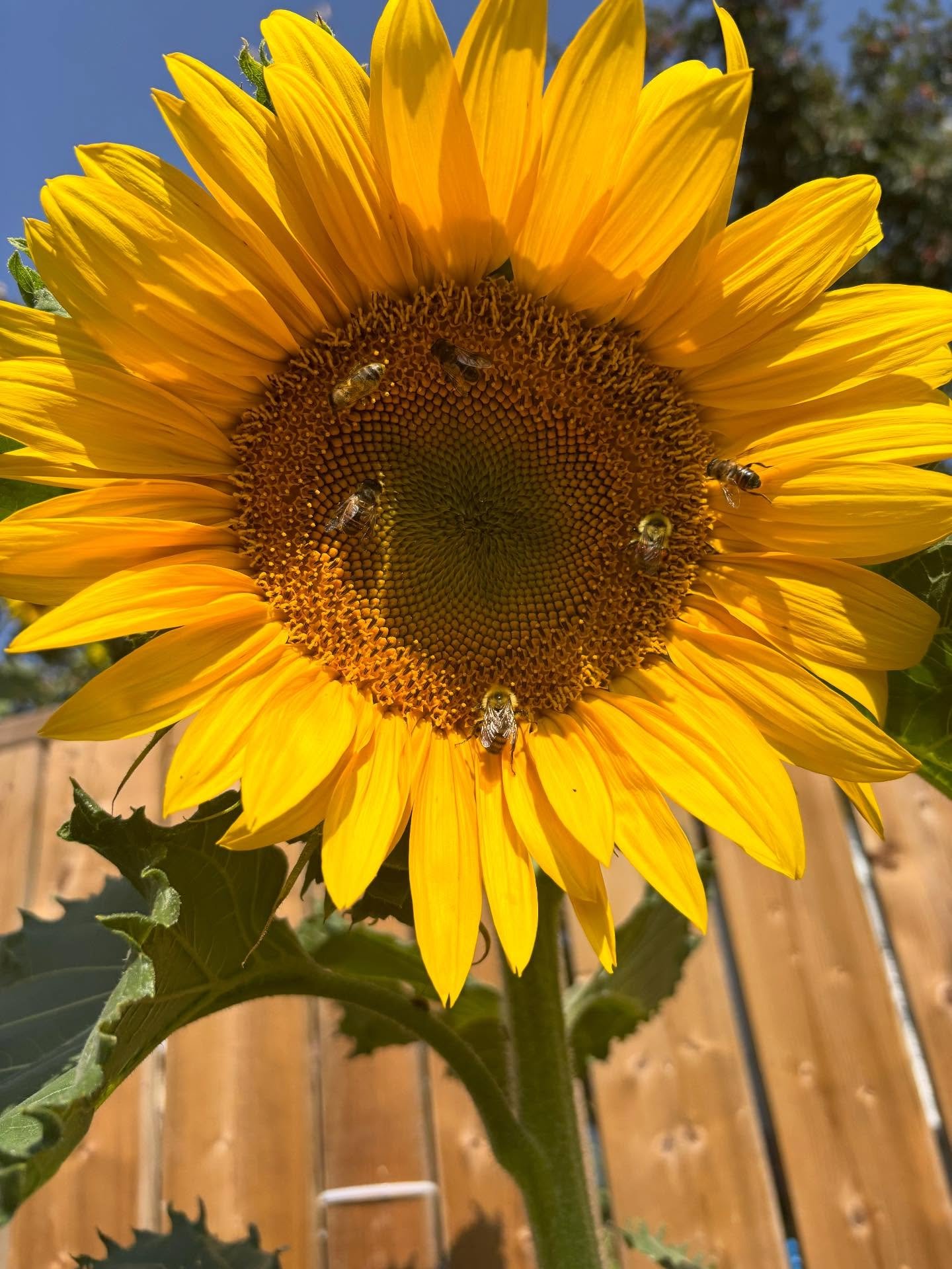 One sunflower, six bees&hellip; Plant a sunflower 🌻 
#beeplayground #nativeplants #looktothesun