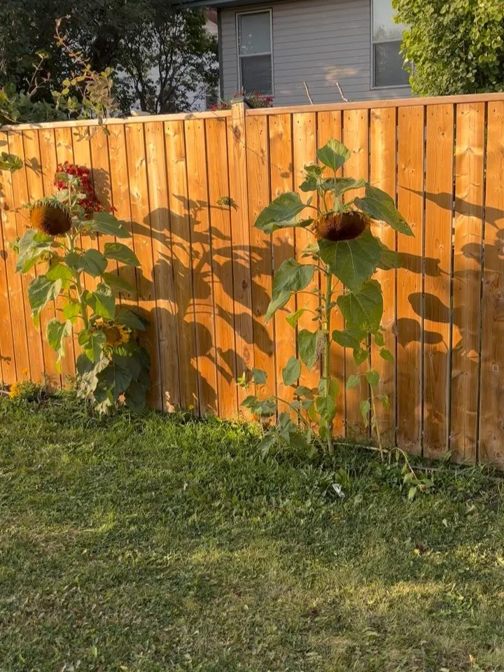 &ldquo; If you build it, they will come&hellip;&rdquo; 

Want to see American gold finches in your yard? Plant sunflowers they say&hellip; And so they came today. Finally. 🌻
#loveyellowbirds #sunflowers #birdnerd