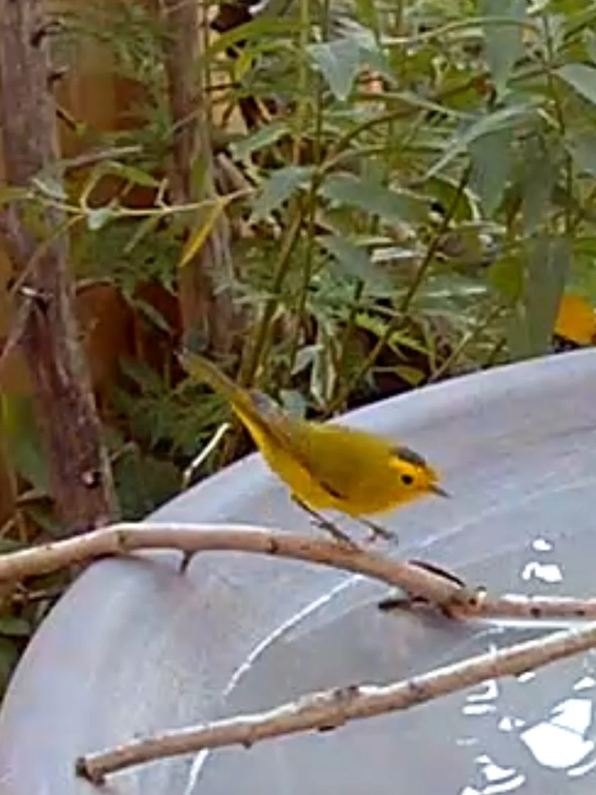 Could it be? The elusive Wilson&rsquo;s warbler? Hello Neighbour&hellip; 😂
#fallmigration #tootltime #loveyellowbirds #birdnerd