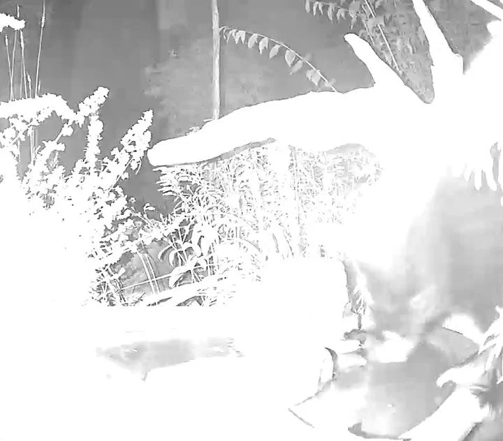 Umm&hellip;new nighttime guest in the bird yard 😳 Everyone&rsquo;s thirsty in these dry days I suppose&hellip;
#p&eacute;p&eacute;  #notabird #natureyard