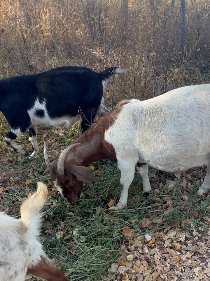 Meet and Bleat 😂. Yep&hellip; goats galore at Kerry Wood Nature Centre today! Over 600 of them to be precise. 

Brought in to eat/graze throughout the sanctuary as a means of controlling the invasive plant, milkvetch.  Apparently, while having cattl