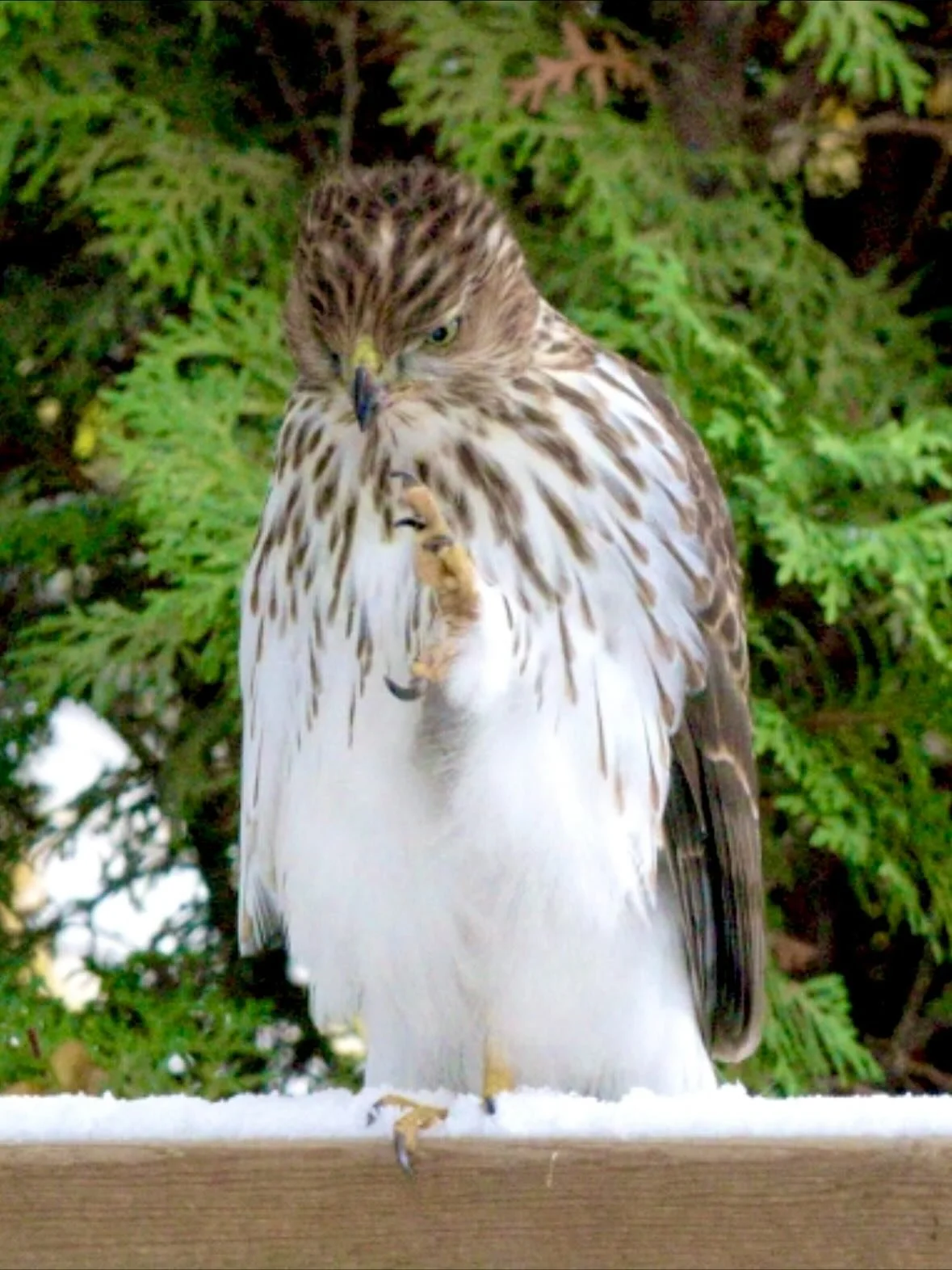 Happy Thanksgiving!  Yep, there was a big bird here today too&hellip; picking out who he&rsquo;d like for Thanksgiving Brunch.

&ldquo; I&rsquo;ll take one of those&hellip; And one of those&hellip; And also one of those&rdquo; 😂
#happythanksgiving #
