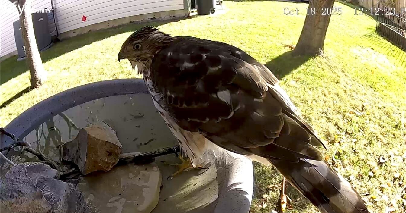 Someone&rsquo;s decided that the Bird Yard is his new fav place. Shelter, fresh water and bird buffet&hellip; 🤔. Should I name him?

Supah Coopa? Dine &amp; Dash? Hmmm&hellip;
#birdyard #coopershawk #birdnerd