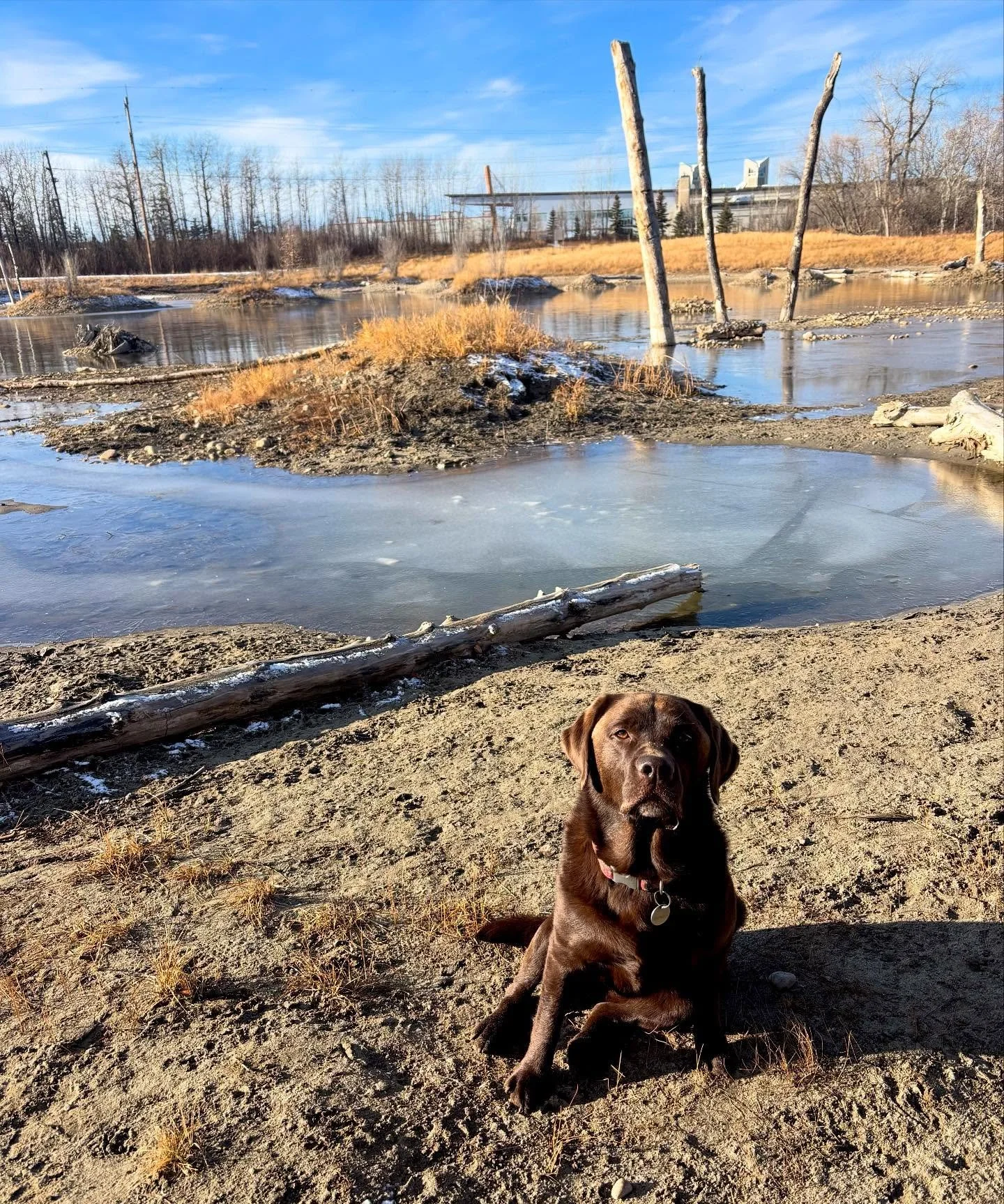 How lucky are we? To have an off leash park with wildlife ponds like these&hellip; AND&hellip;to look like this in mid-November! 🍂  #thankful #natureisbeautiful #happy