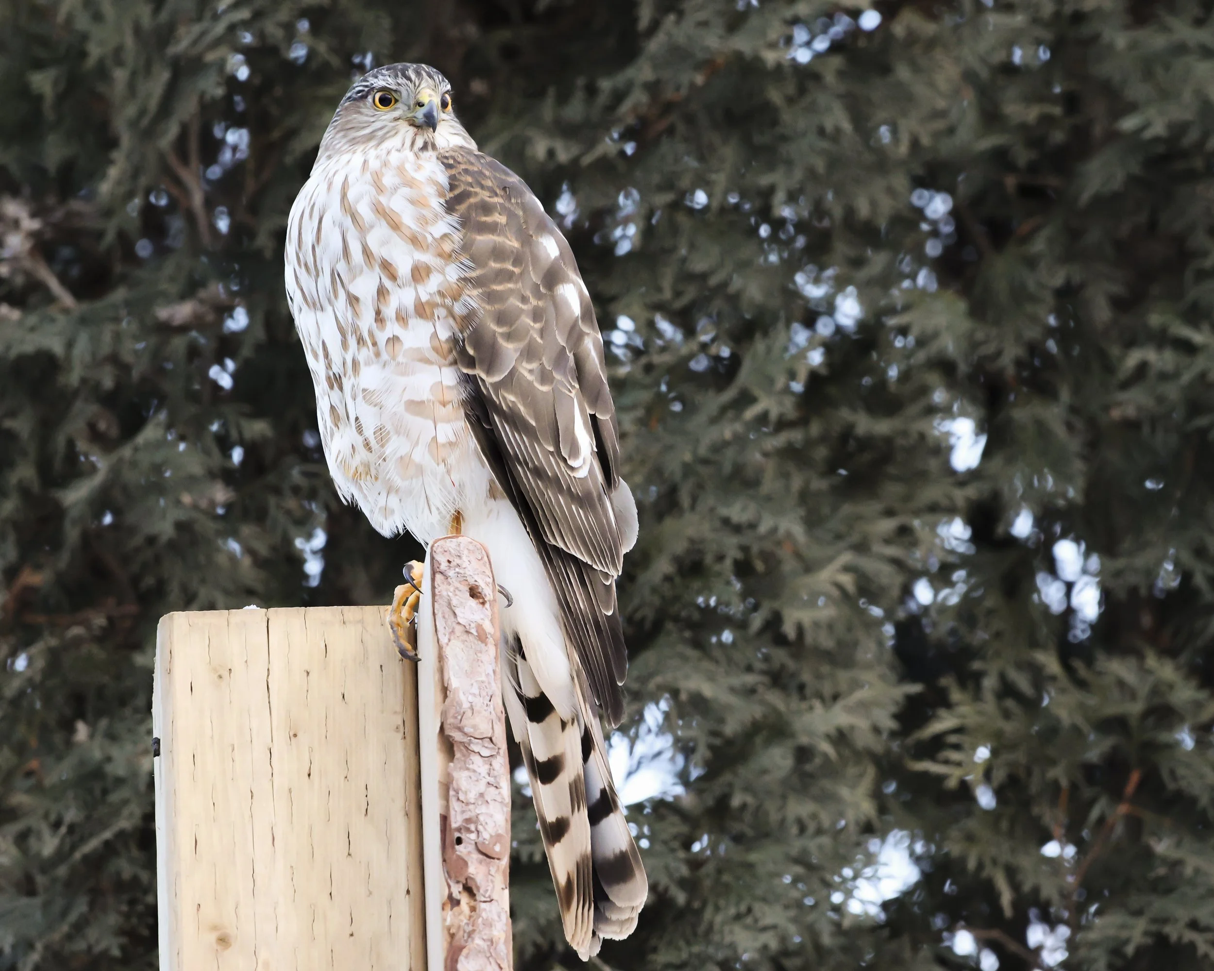 Quotable phrase from my dad - "Everyone deserves a meal"...  and this juvenile sharp shinned hawk made everyone in my yard edgy until choosing a house sparrow for a snack.
