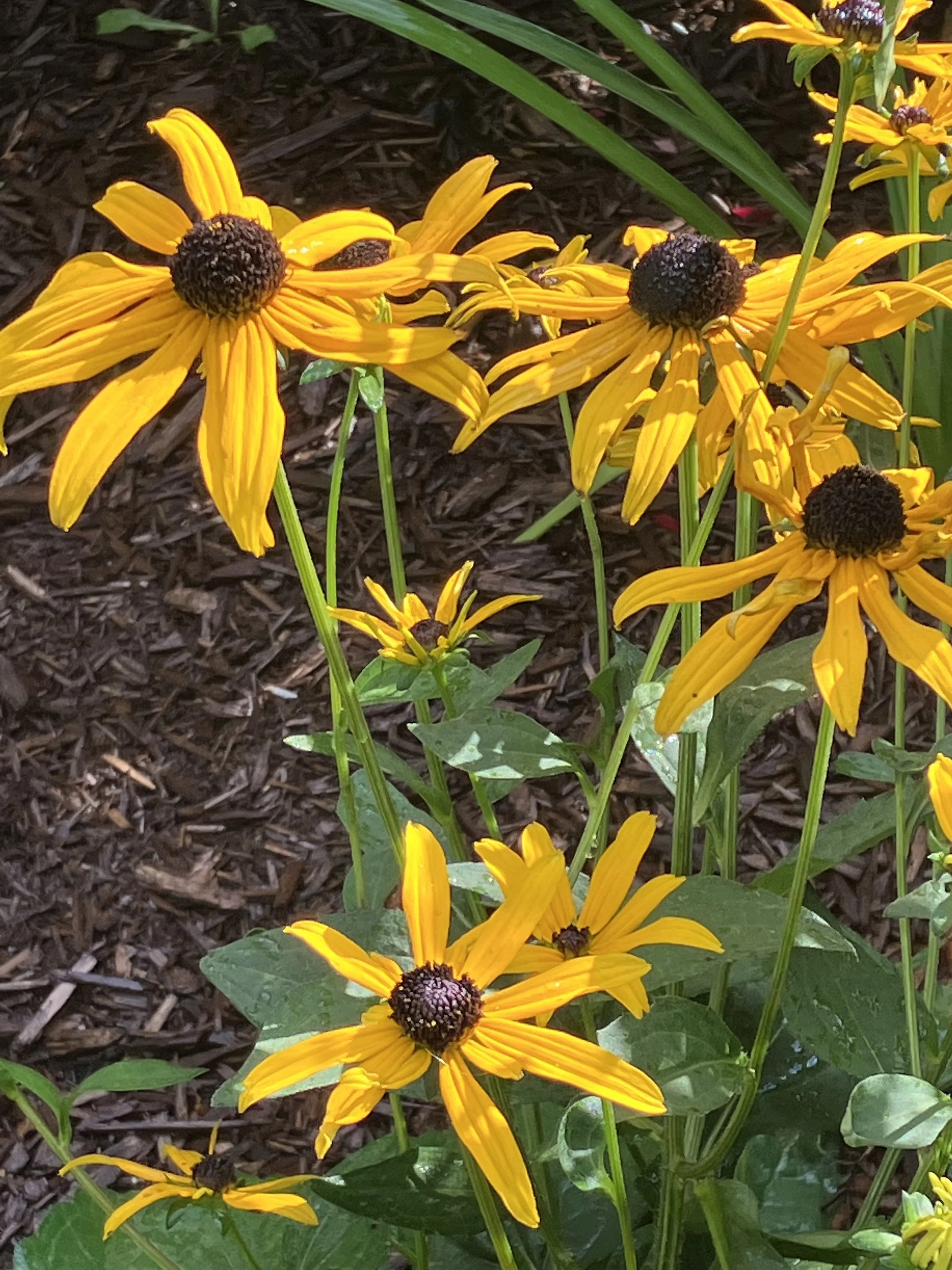 Black eyed susan coneflower (rudbeckia) - a must have for your pollinator garden!
