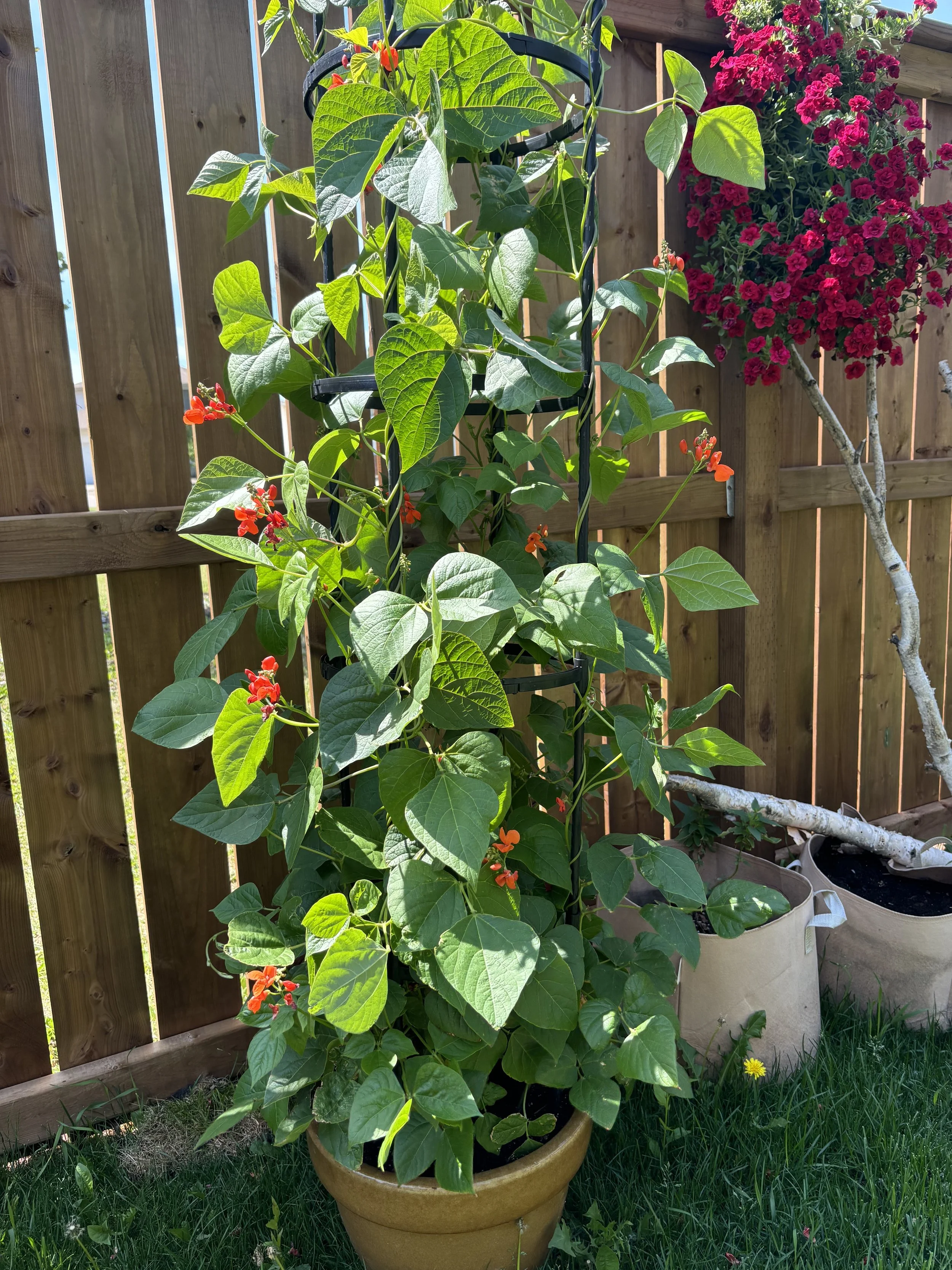 A couple of the hummingbird favourites! Scarlet runner beans and red calibrachoa - must haves!!