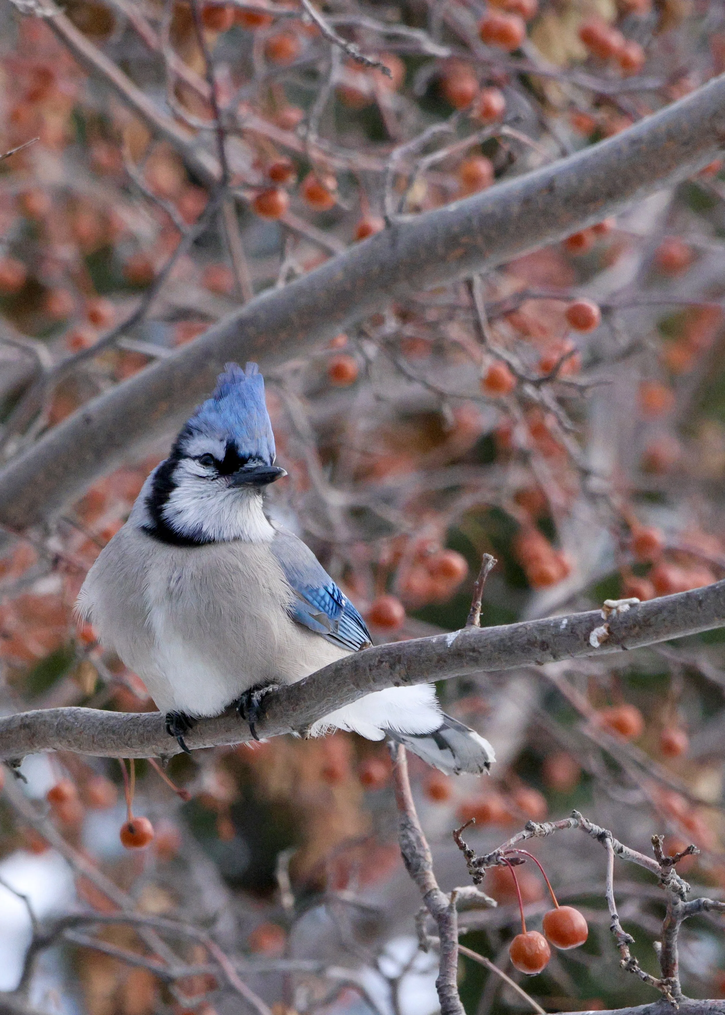 Love my blue jay mated pair... they're not the bullies they're made out to be.
