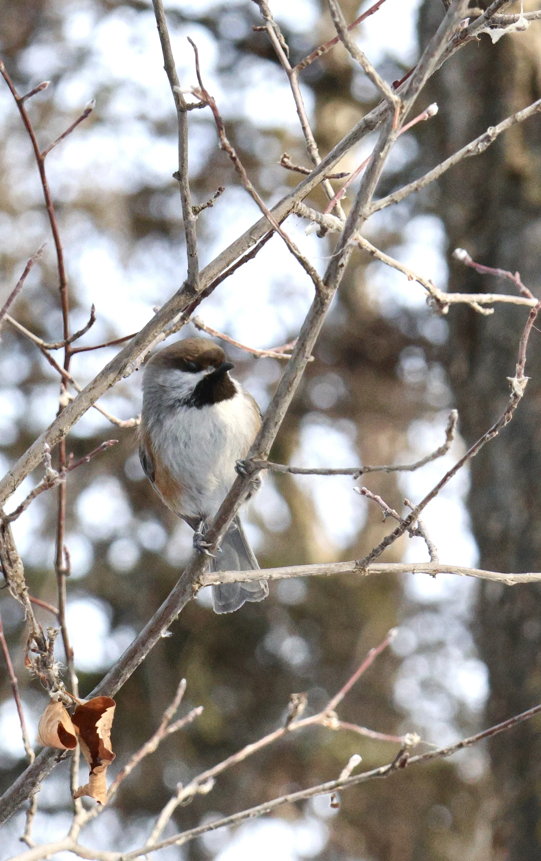 Sweet Boreal Chickadee... huskier chirp than his Black Capped cousin
