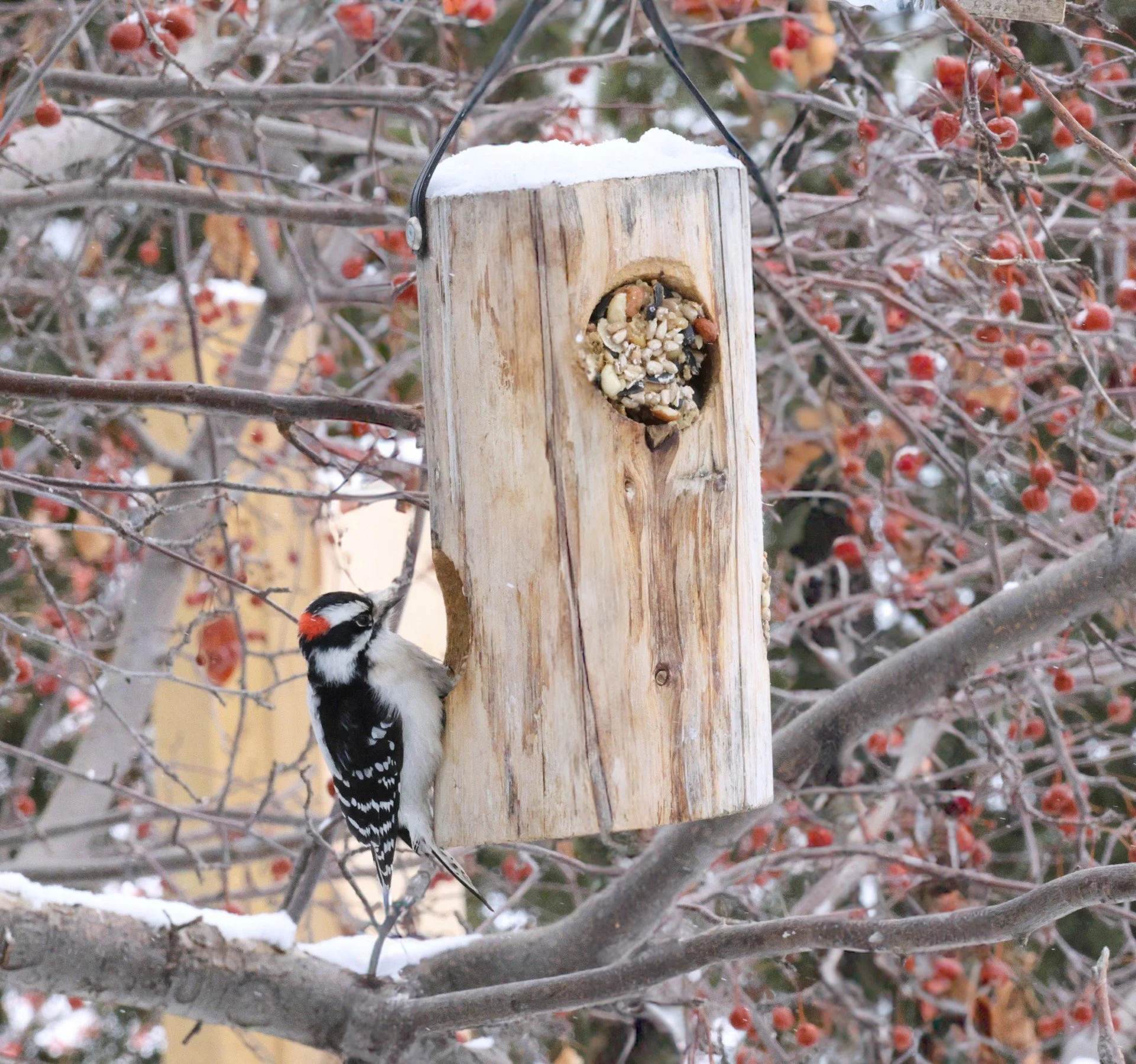 Wood Suet Log Feeder