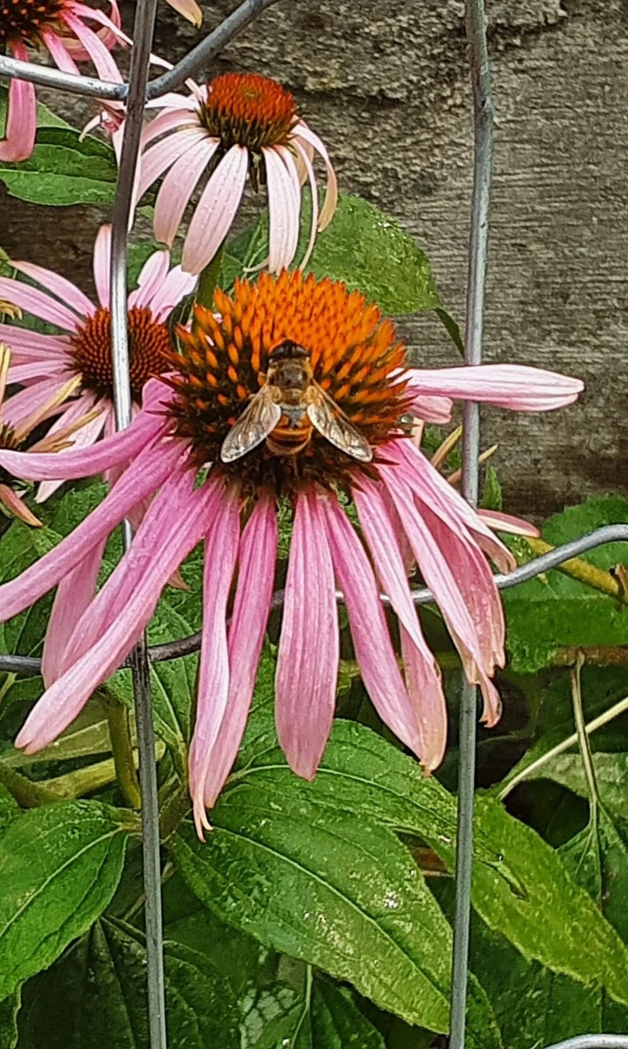 Cant have enough coneflowers in your pollinator garden!