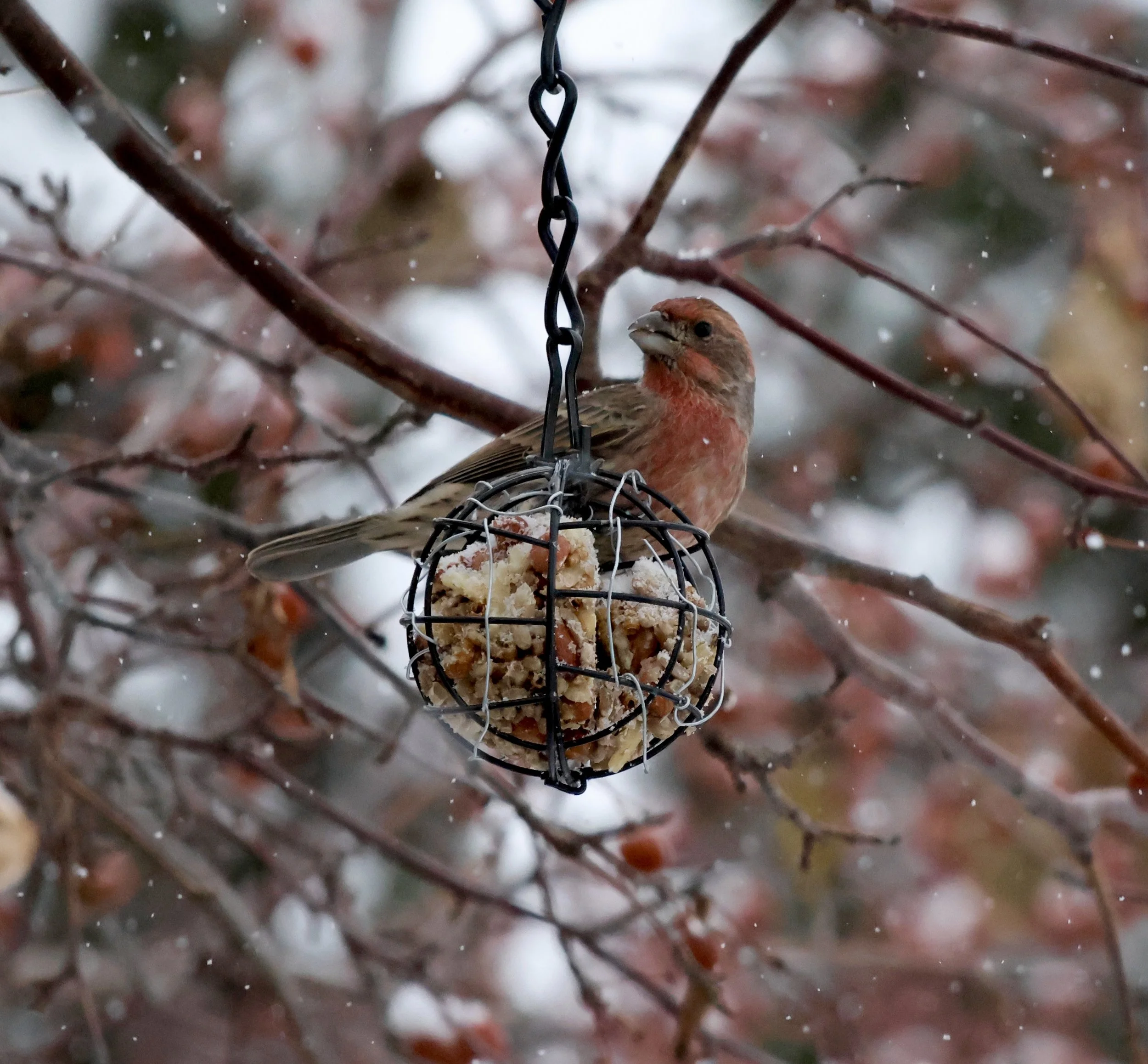 A bounty of house finches in the yard and there's nothing quite as happy as their song (maybe the robin)