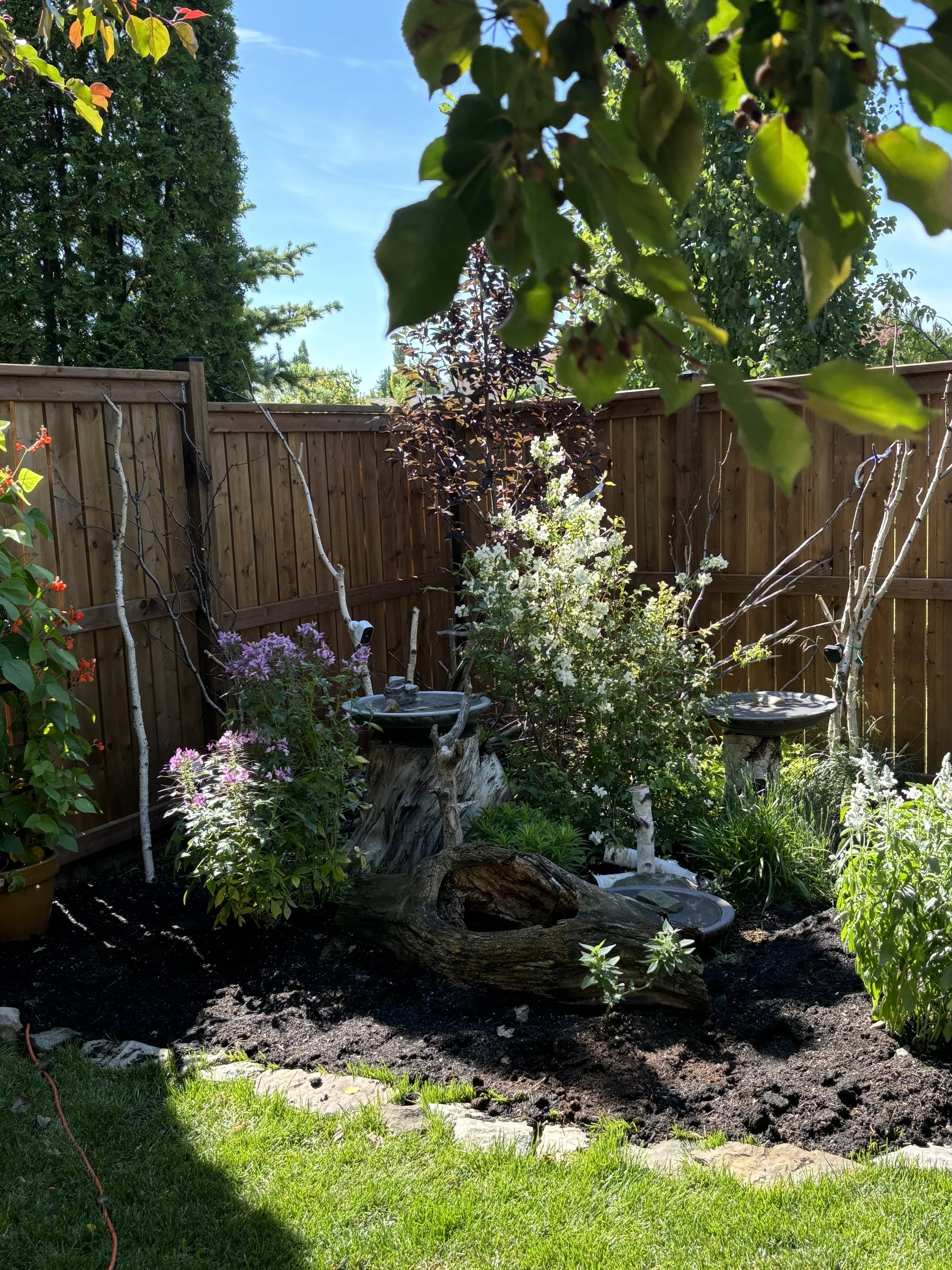 My son Max helped with the "no dig garden bed" concept - worked beautifully! Put down cardboard over the grass and then our compost and soil... Tada! Raised garden bed with no back breaking/ digging up sod!