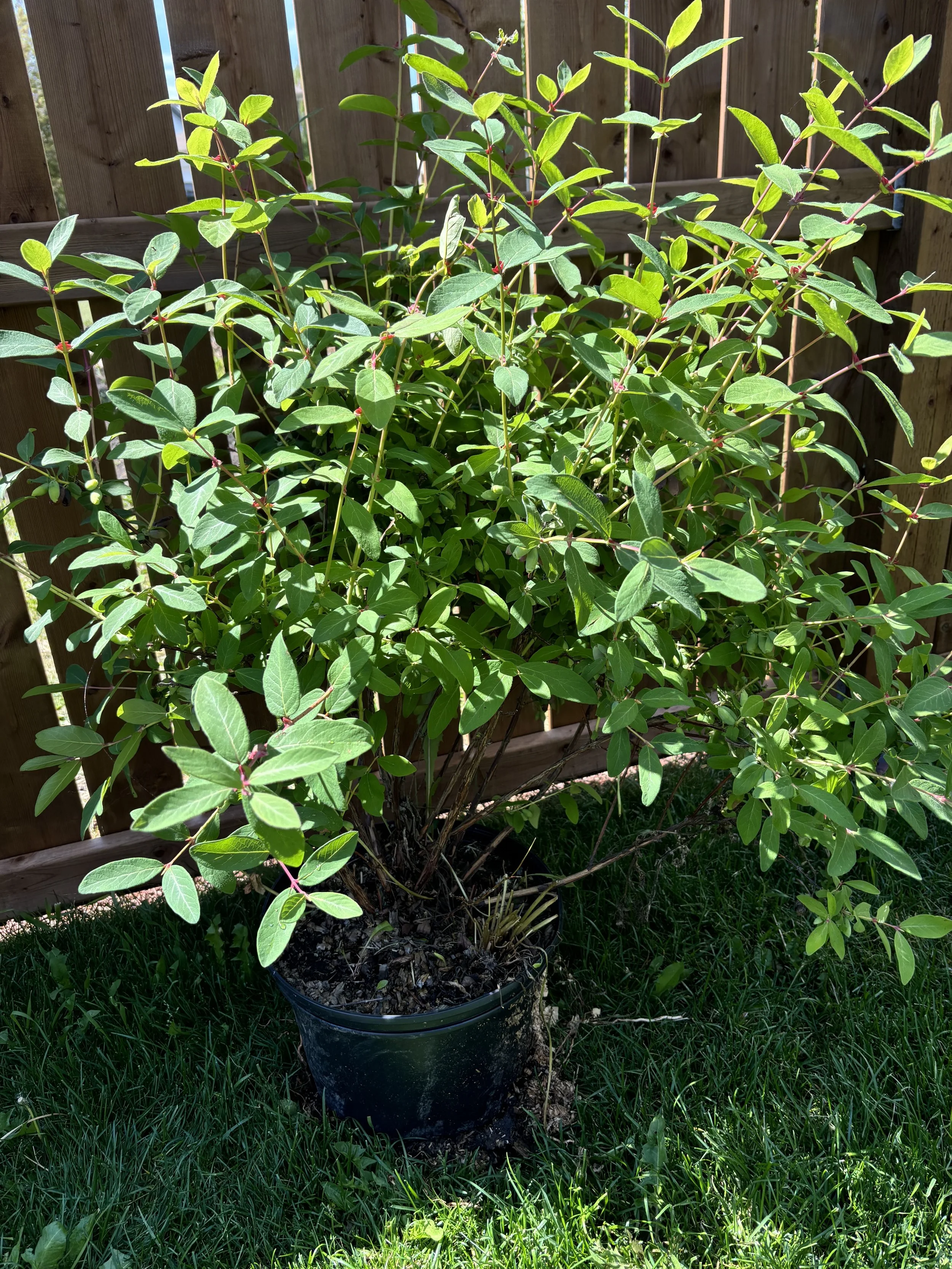 Haskap bush... sooo good for you - if you can get before the birds clean them out!