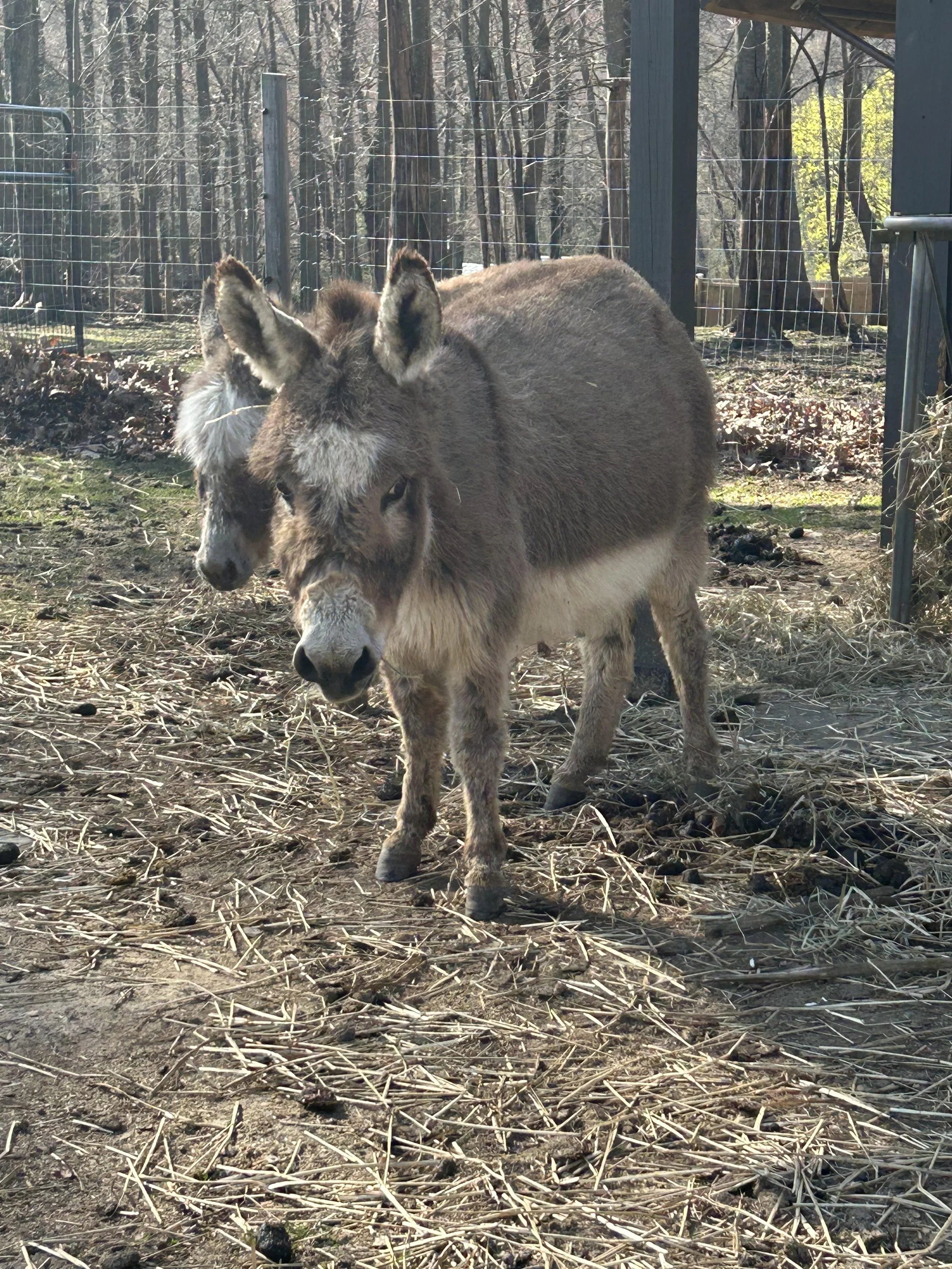 Donkey2.jpg