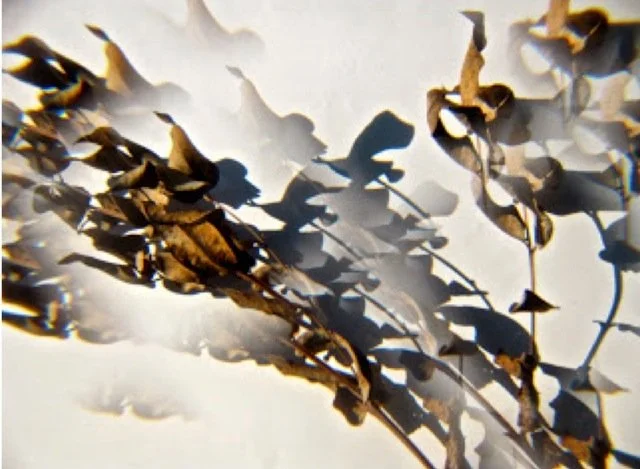 Joan’s Stones: Aging Creatively