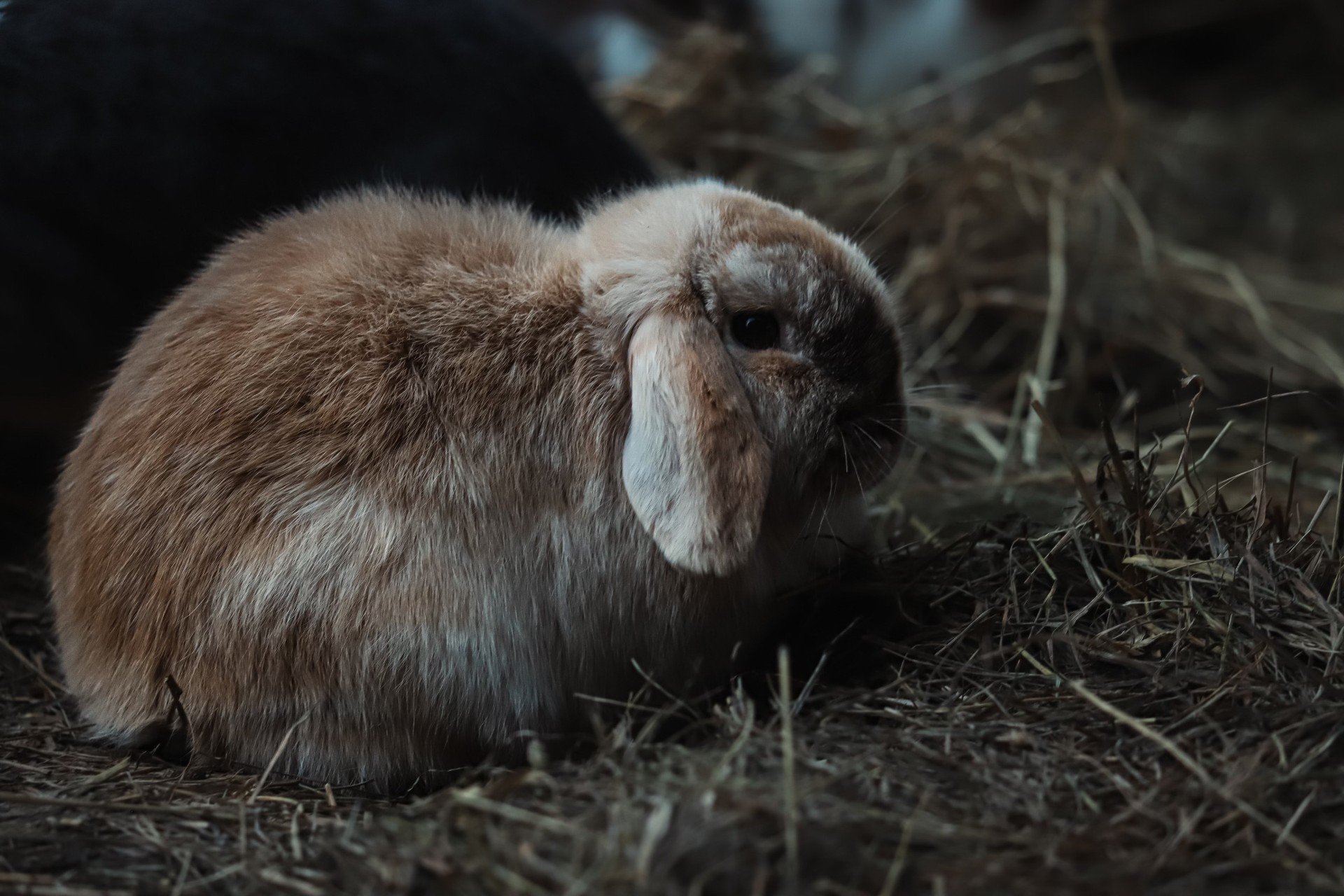 Tan Calico Lop Bunny