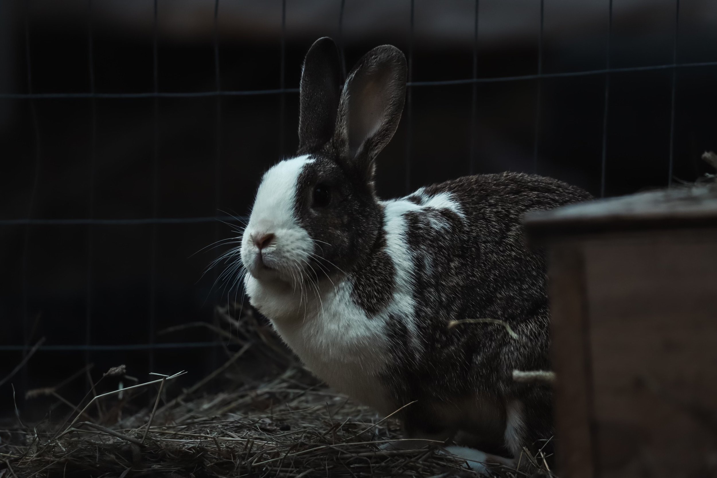 Flemish Giant Bunny