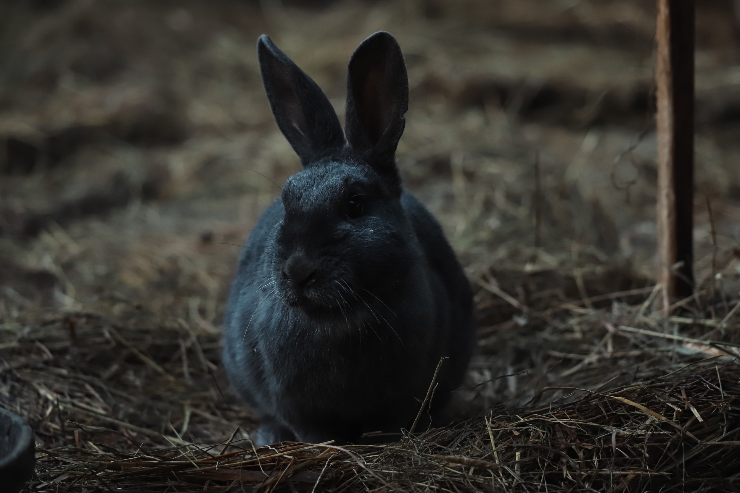 Noel Rescue Bunny