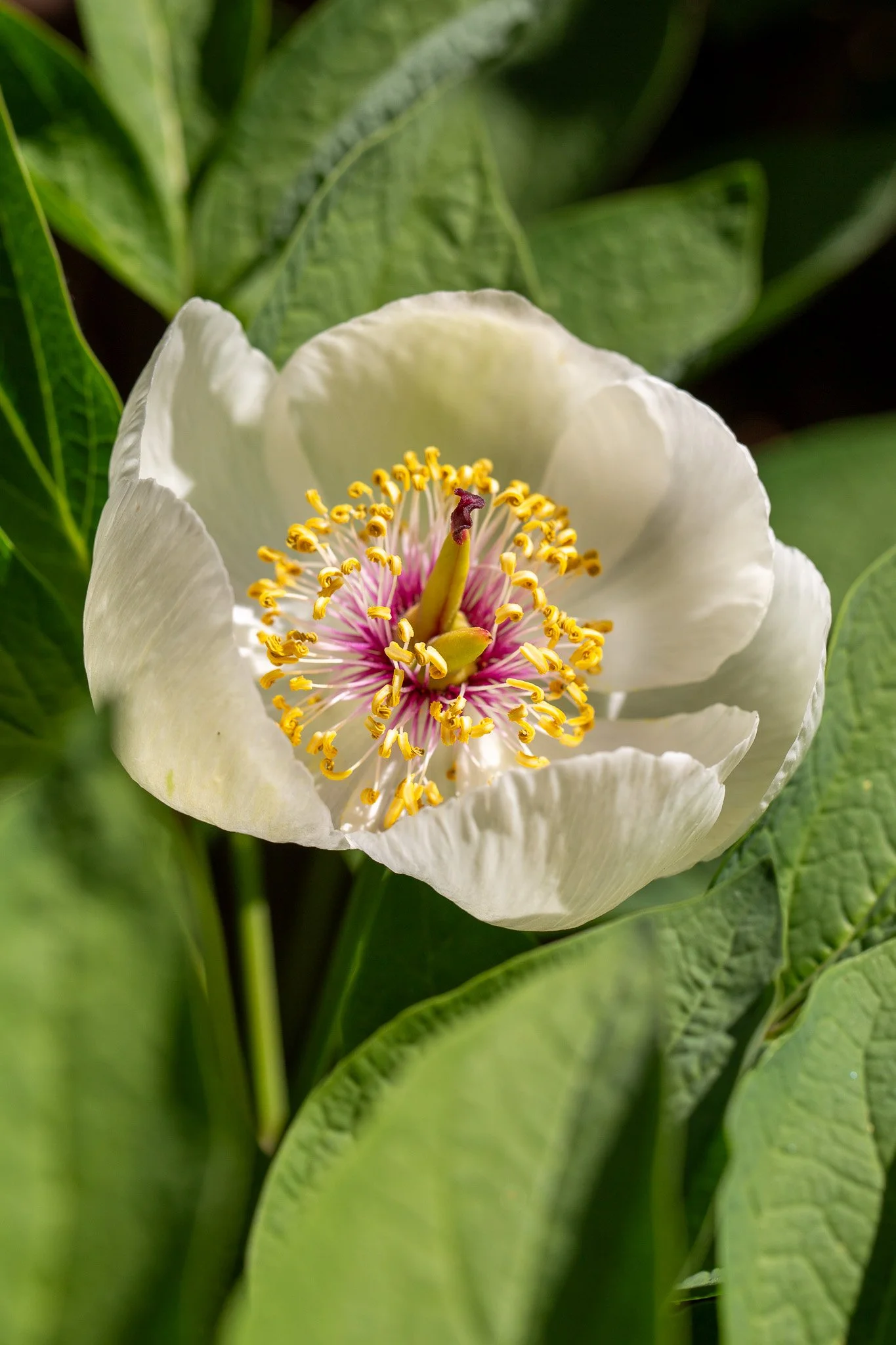4H8A0737.jpg