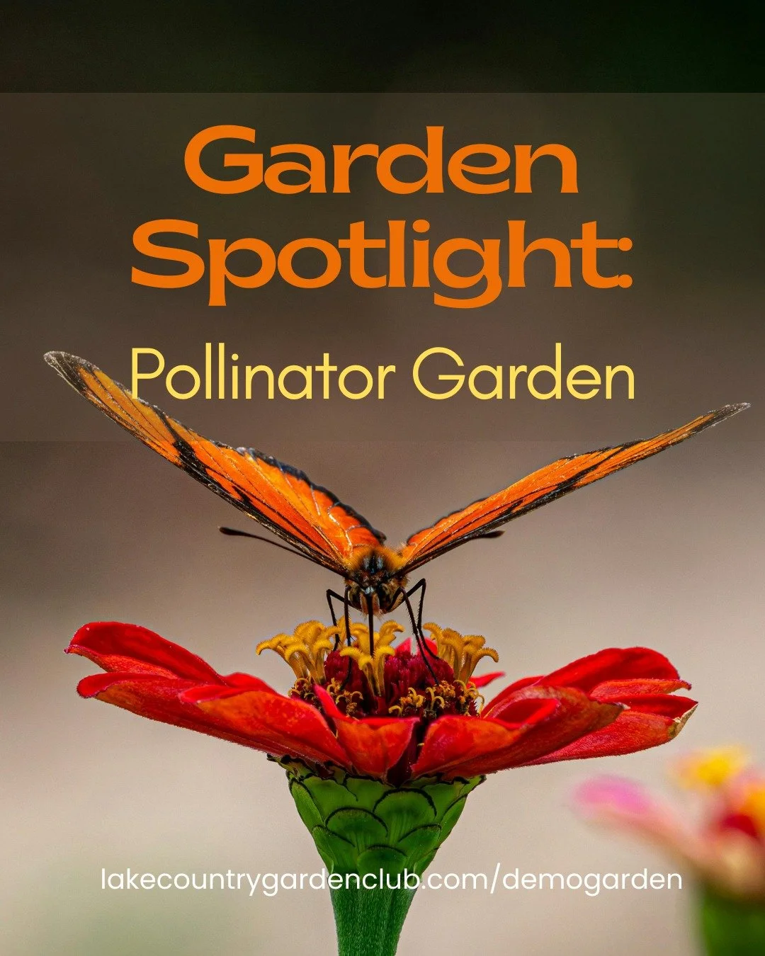 Garden Spotlight: Pollinator Garden
A small garden can make a big difference.
Our Pollinator Garden is designed to support bees, butterflies and other beneficial insects with nectar-rich plants that bloom across the seasons.
By providing food and hab
