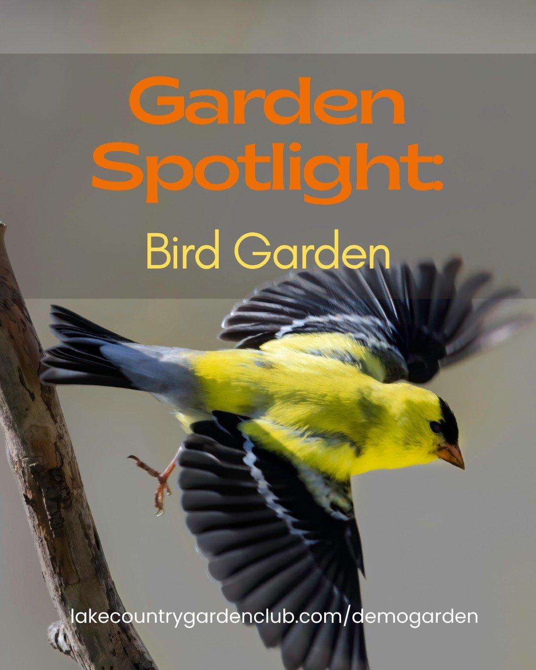 Garden Spotlight: Bird Garden
A garden that sings.
The Bird Garden will feature plants that offer food, shelter and nesting opportunities for local bird species.
Visitors will learn how berries, seed heads, shrubs and trees can create welcoming habit