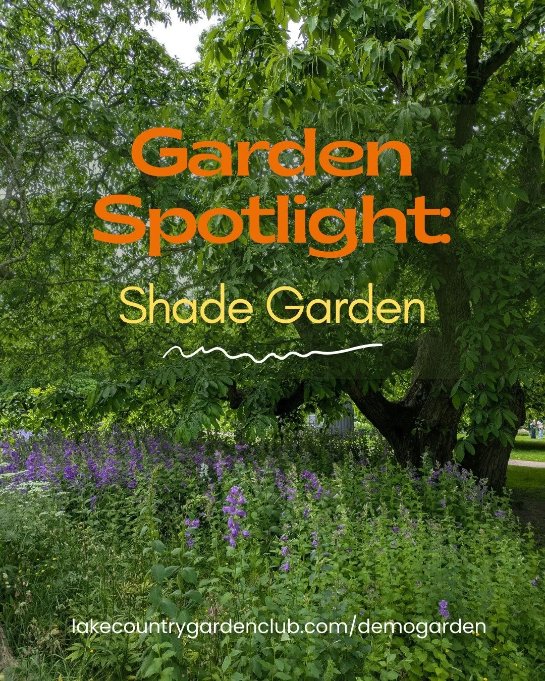 Garden Spotlight: Shade Garden
The Shade Garden will offer inspiration for gardening under trees or in lower-light areas, using plants that thrive without full sun.
This space will show that shade gardens can be lush, layered  and deeply rewarding &m