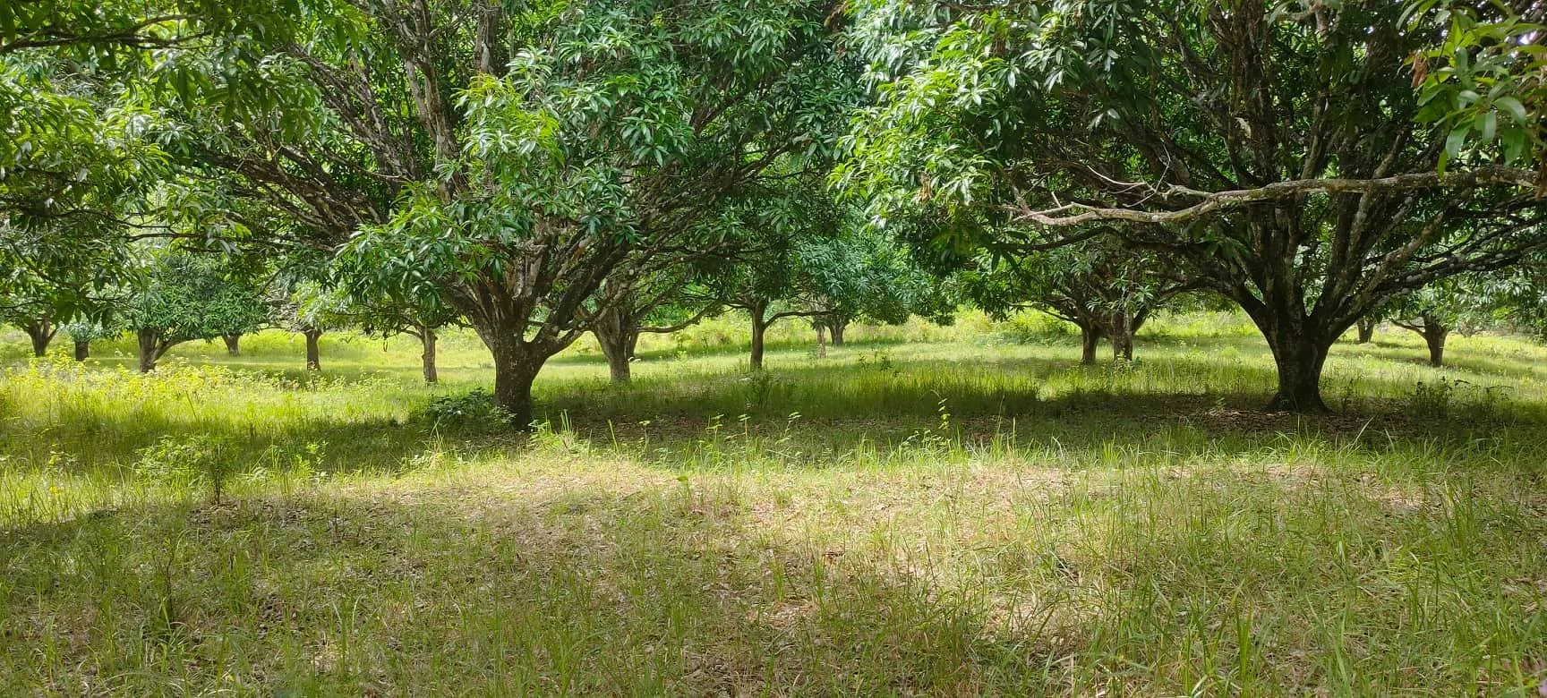 Underutilized Farm.jpg