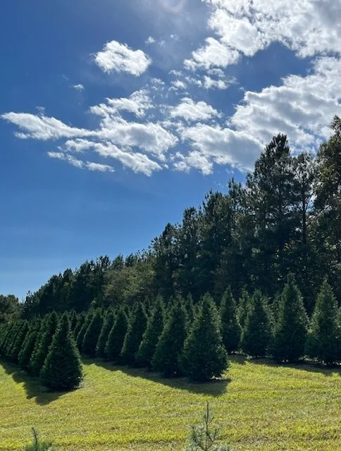 Murray+tree+field.jpeg
