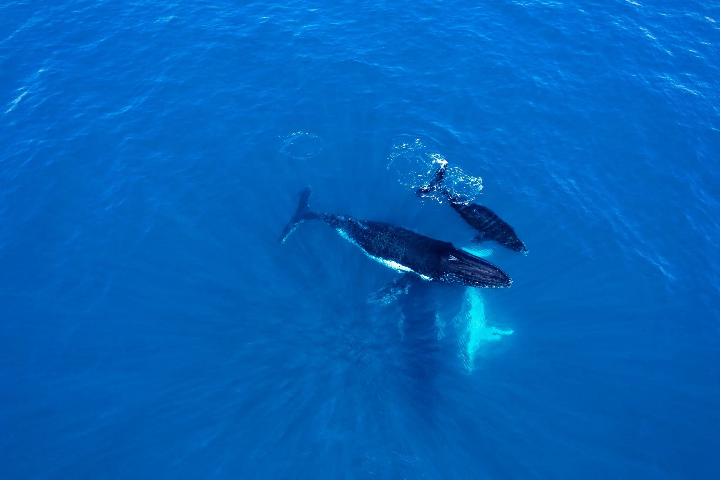 Hillarys Whale Watching Cruise (Aug- Nov)