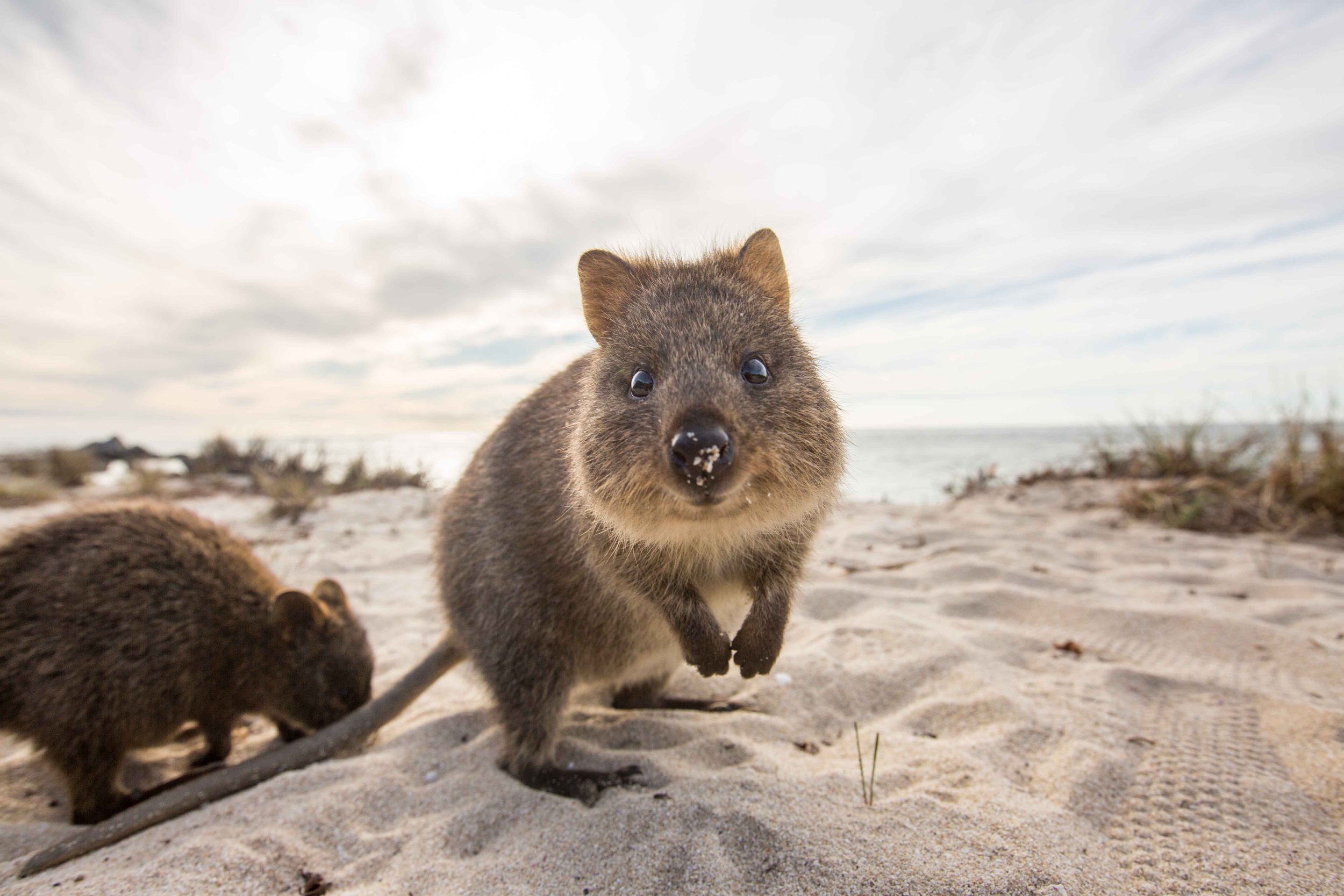 Quokka 1.jpg