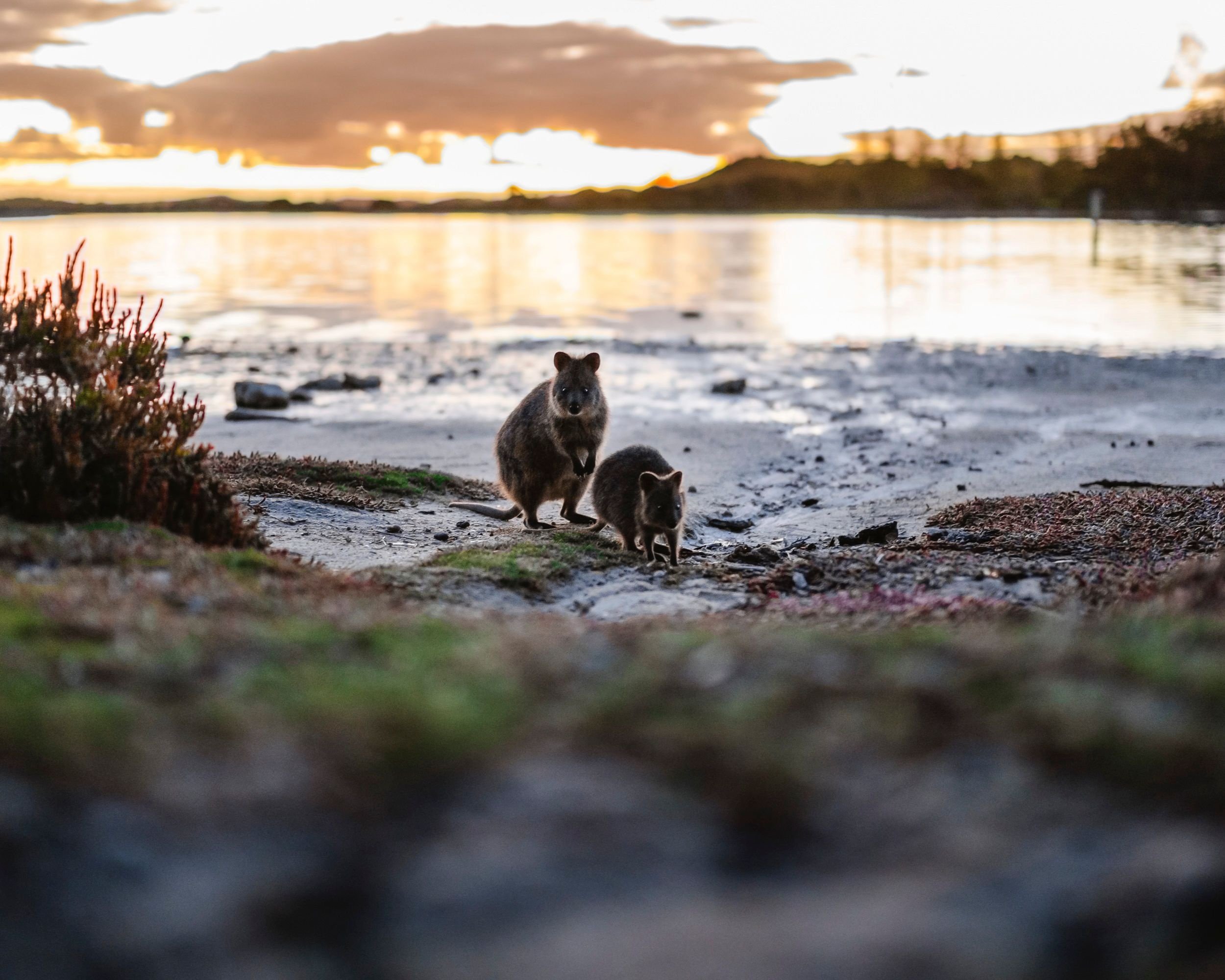 Quokka RIA-WR.jpg