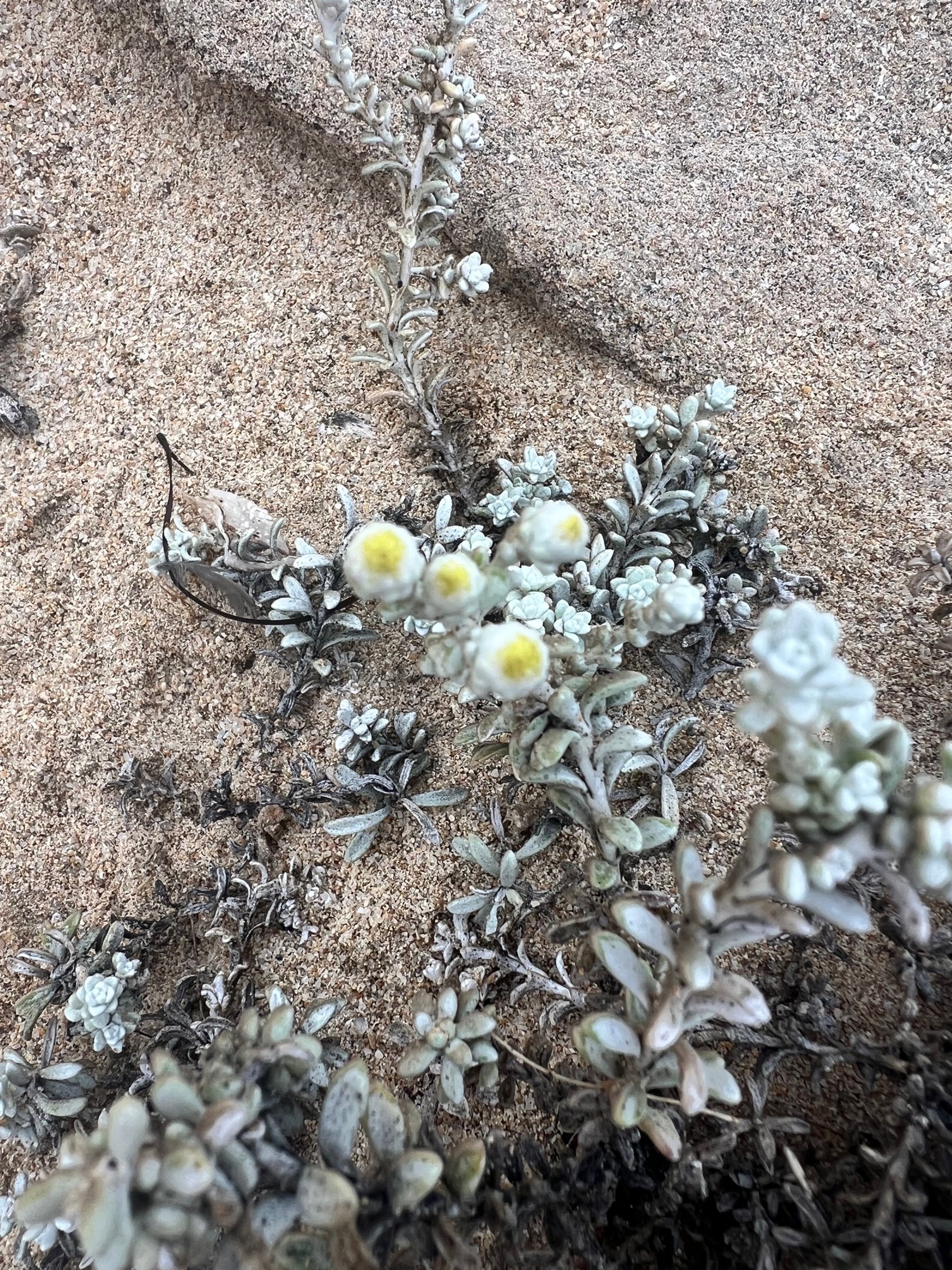 The wildflowers colours make a stunning contrast to the desert terrain.