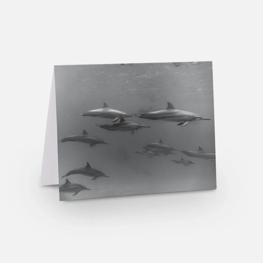 preview_Carol Olivia_a.jpeg