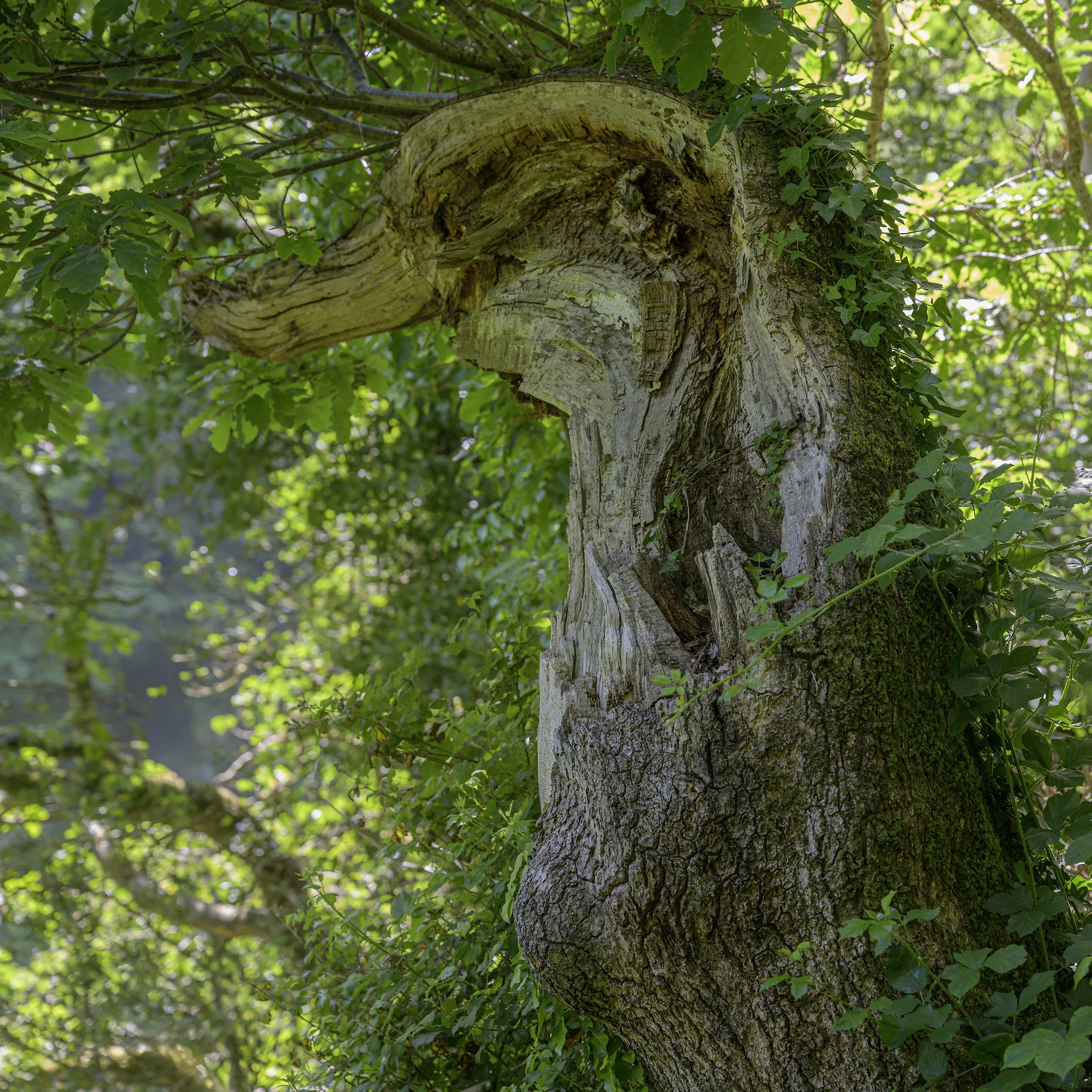 Duck billed Platypus tree, Lynmouth to Watersmeet, Devon