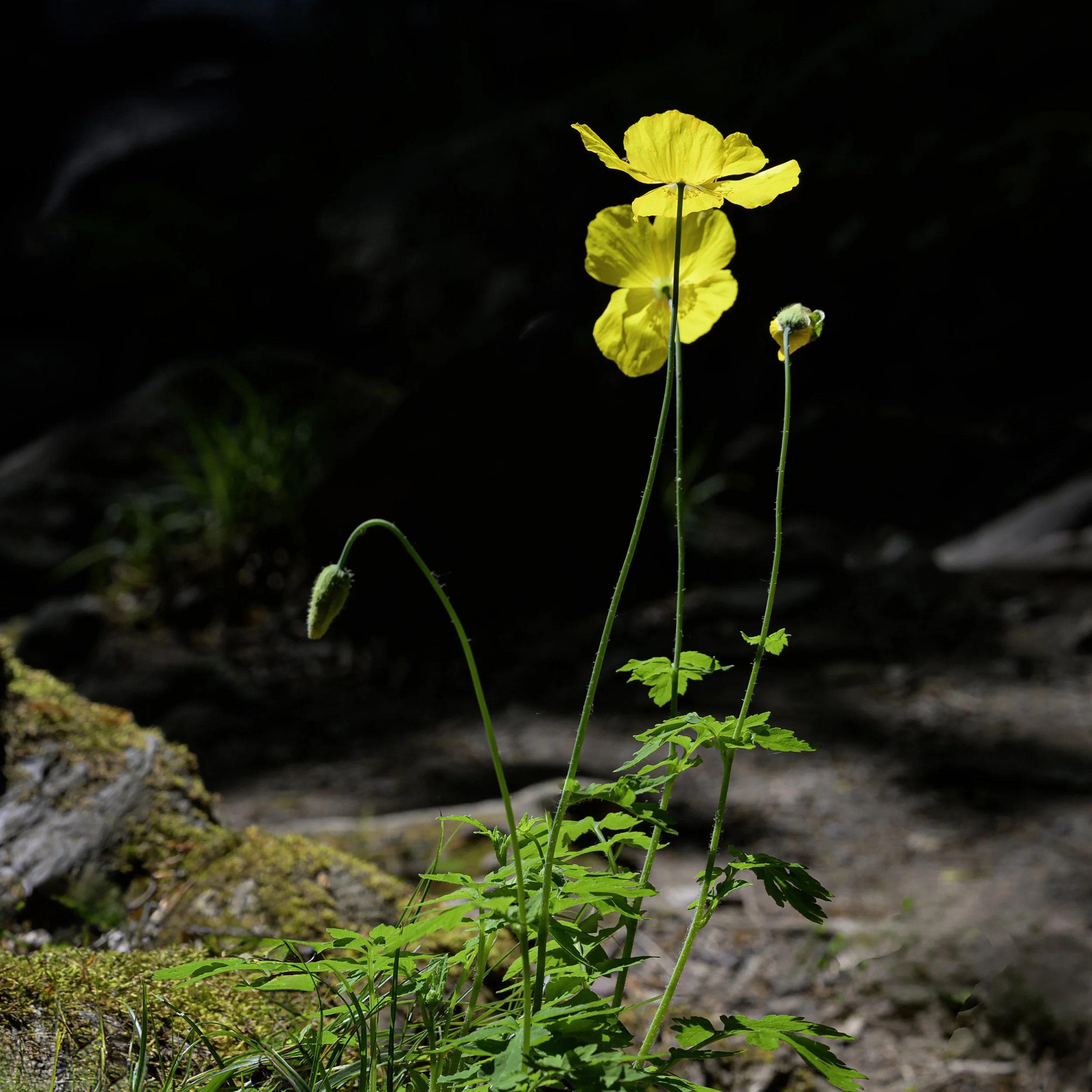 Yellow; poppies; Devon