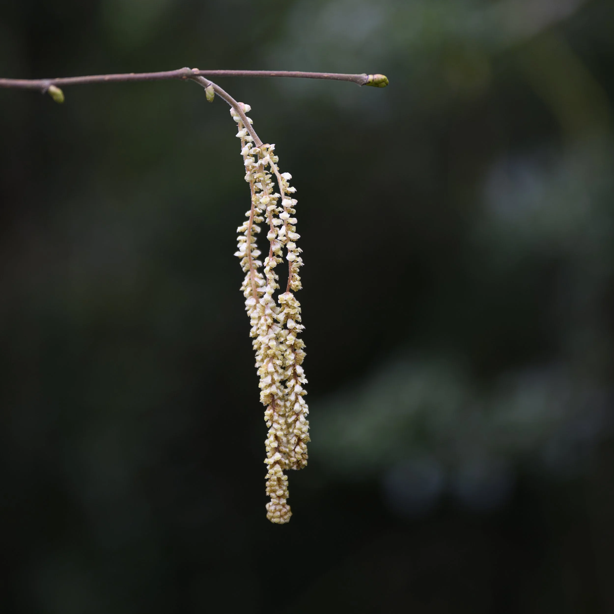 _DSC6250-sized for web.jpg