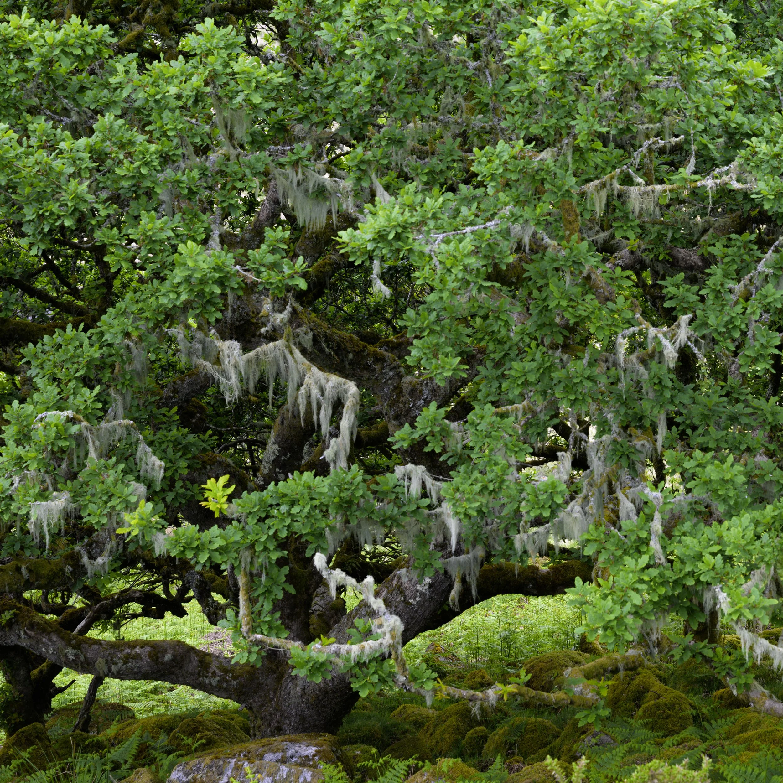 Wistmans Wood;Dartmoor;Devon;Ancient forest