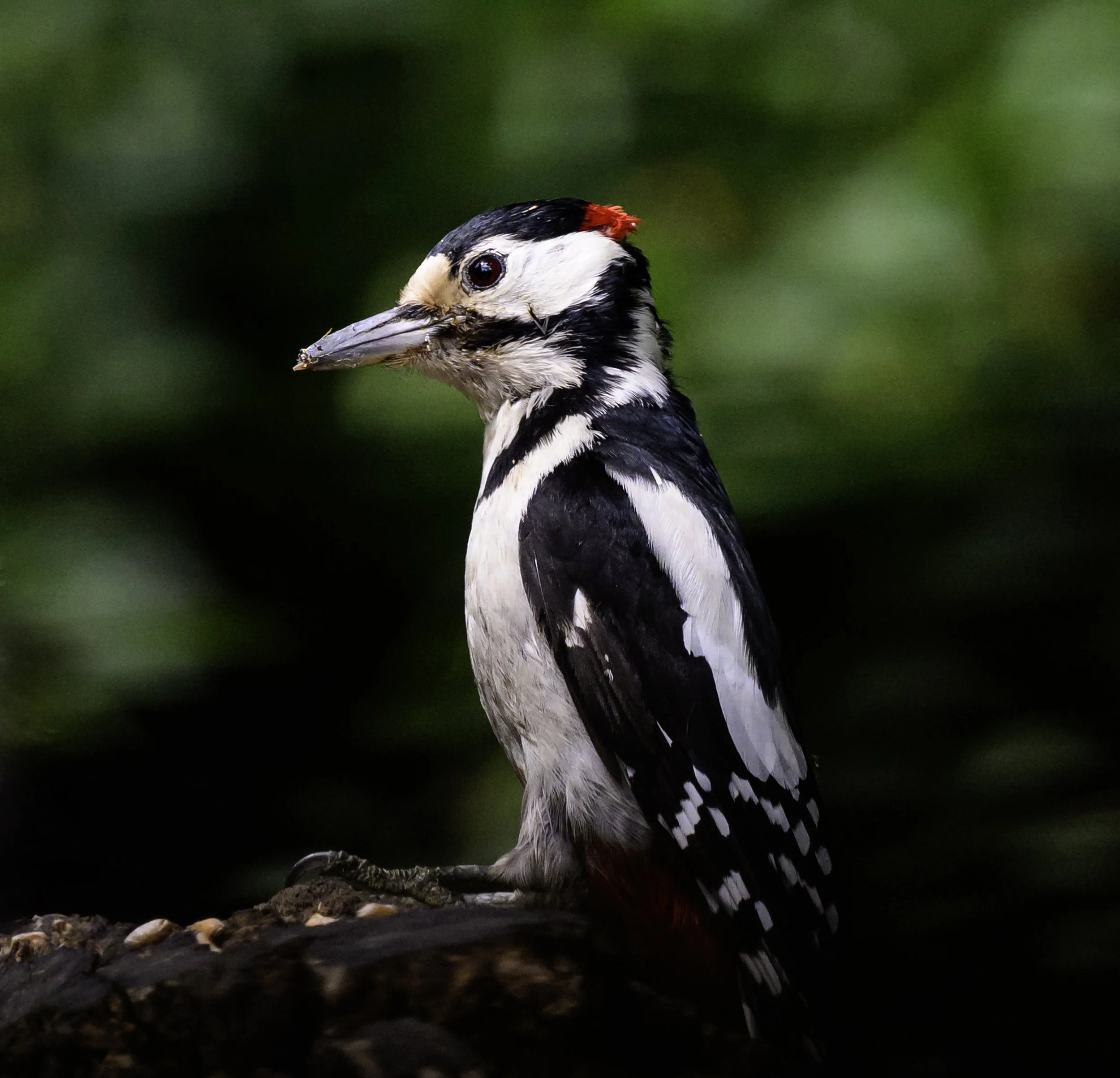 _DSC9858-1 copy.jpg